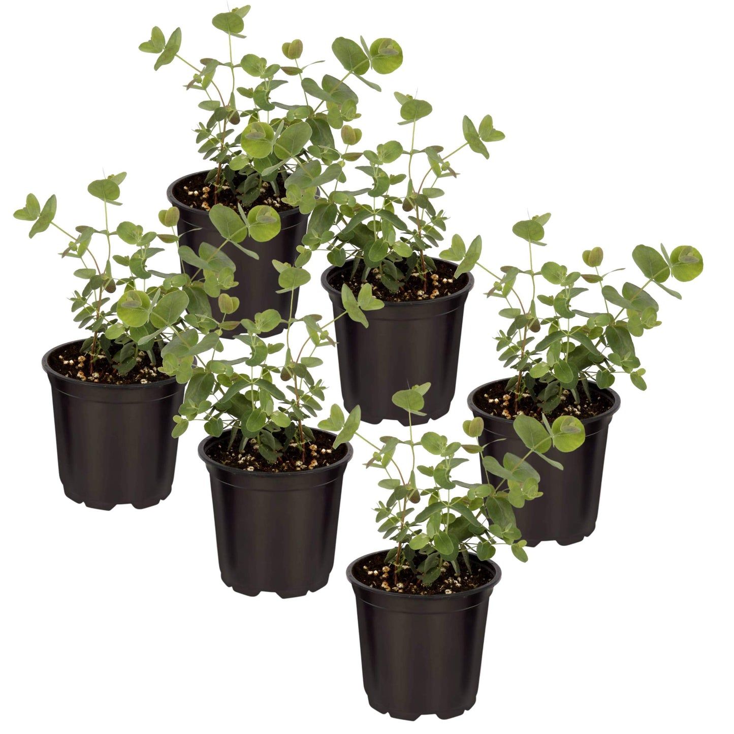 Live Aromatic and Healthy Herb - Eucalyptus (6 Per Pack), Assorted Varieties - Natural Air Purifier, 8" Tall by 3" Wide in 1 Pint Pot