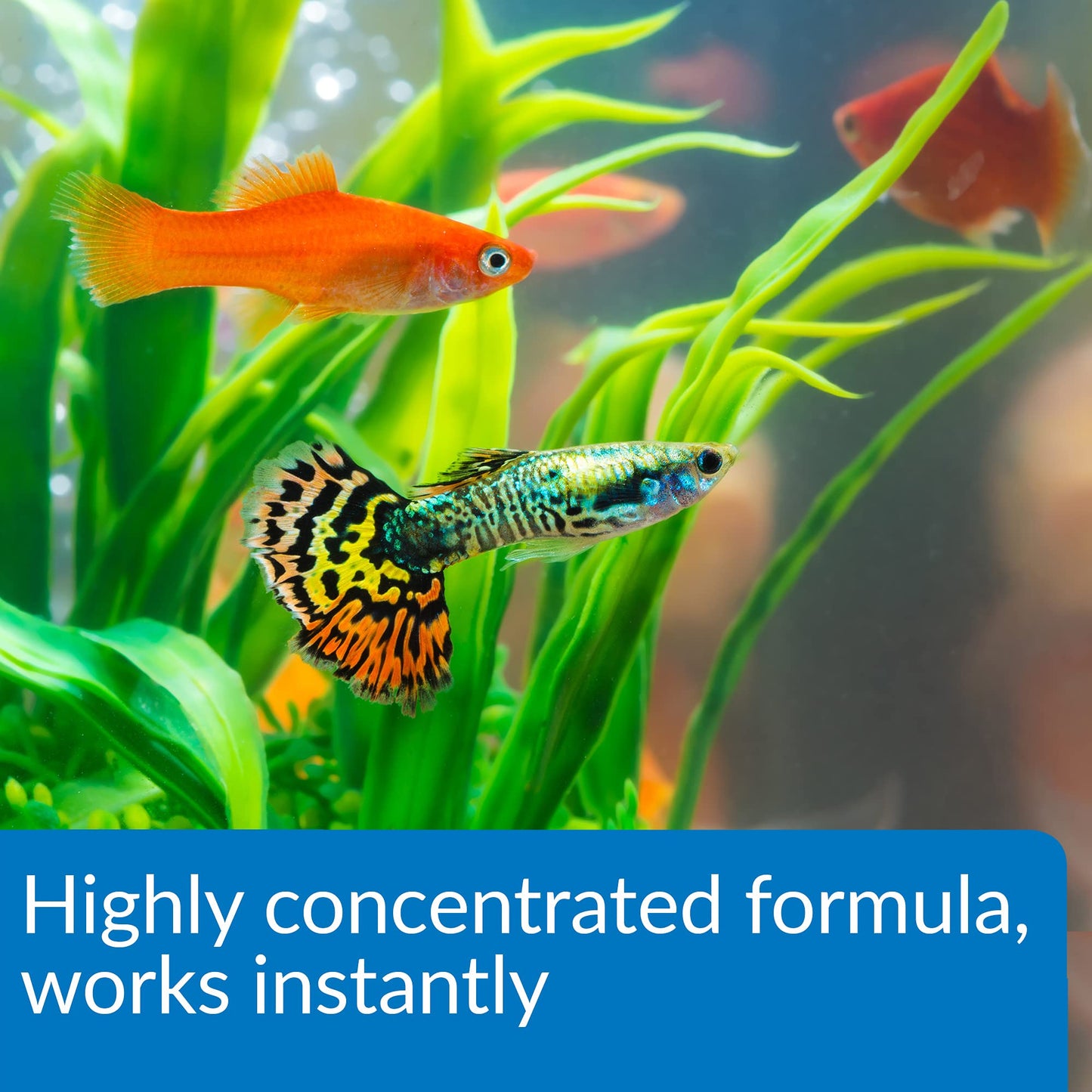 API Aqua Essential Aquarium Water Conditioner 473 ml Bottle