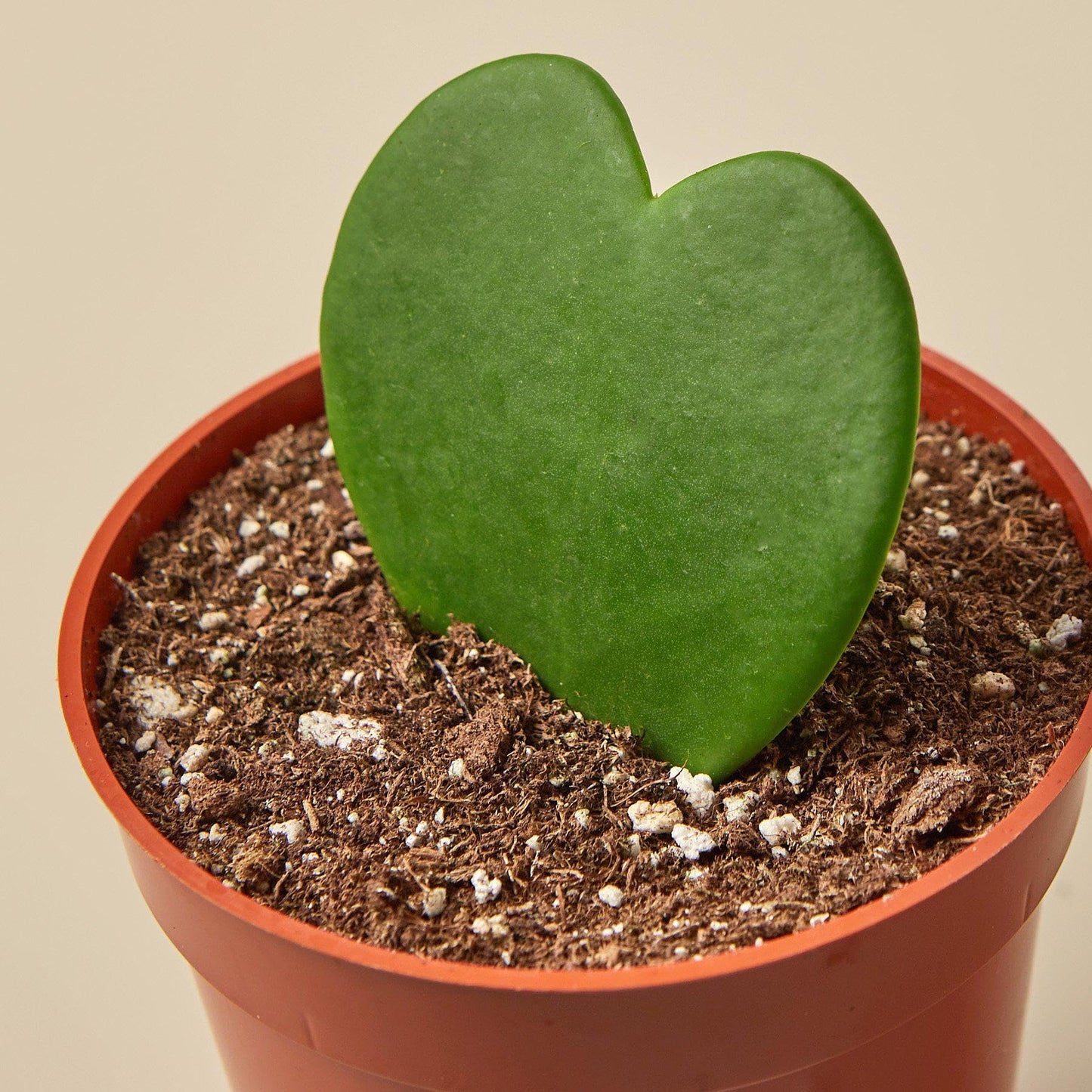 Hoya Sweetheart | Live Plant for Indoor & Outdoor | for Living Room, Office, Bathroom | (4" Pot)
