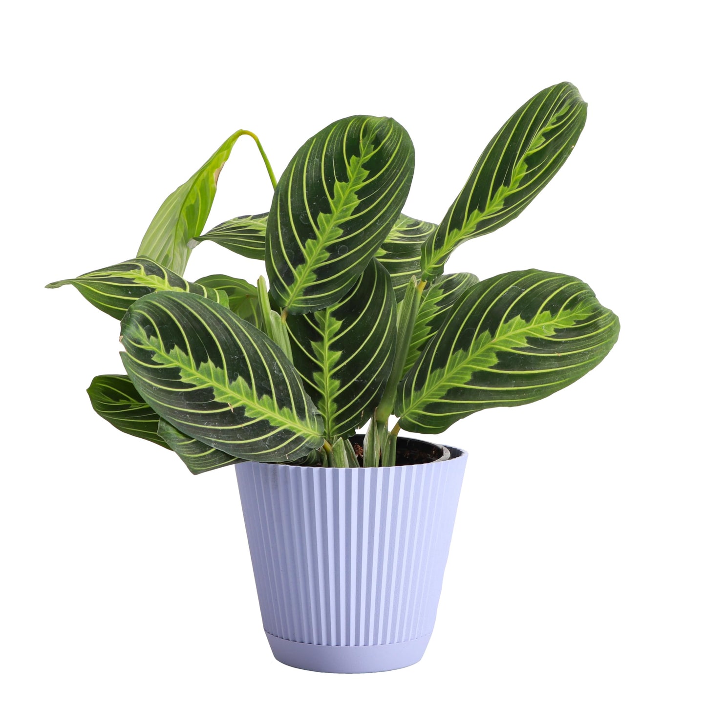 Thorsen's Greenhouse Lemon Lime Prayer Plant, Live Indoor Plant, Pet Friendly, Attractive Houseplant, Lemon Maranta, Natural Air Purifier, Easy to Grow, 4" Diameter Pot (Lavender)