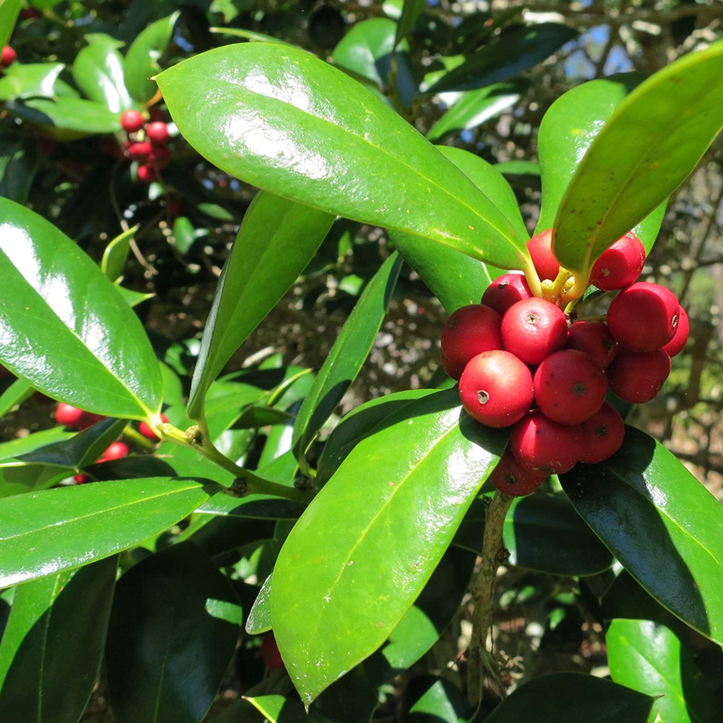 Dwarf Burford Holly 1 Gallon