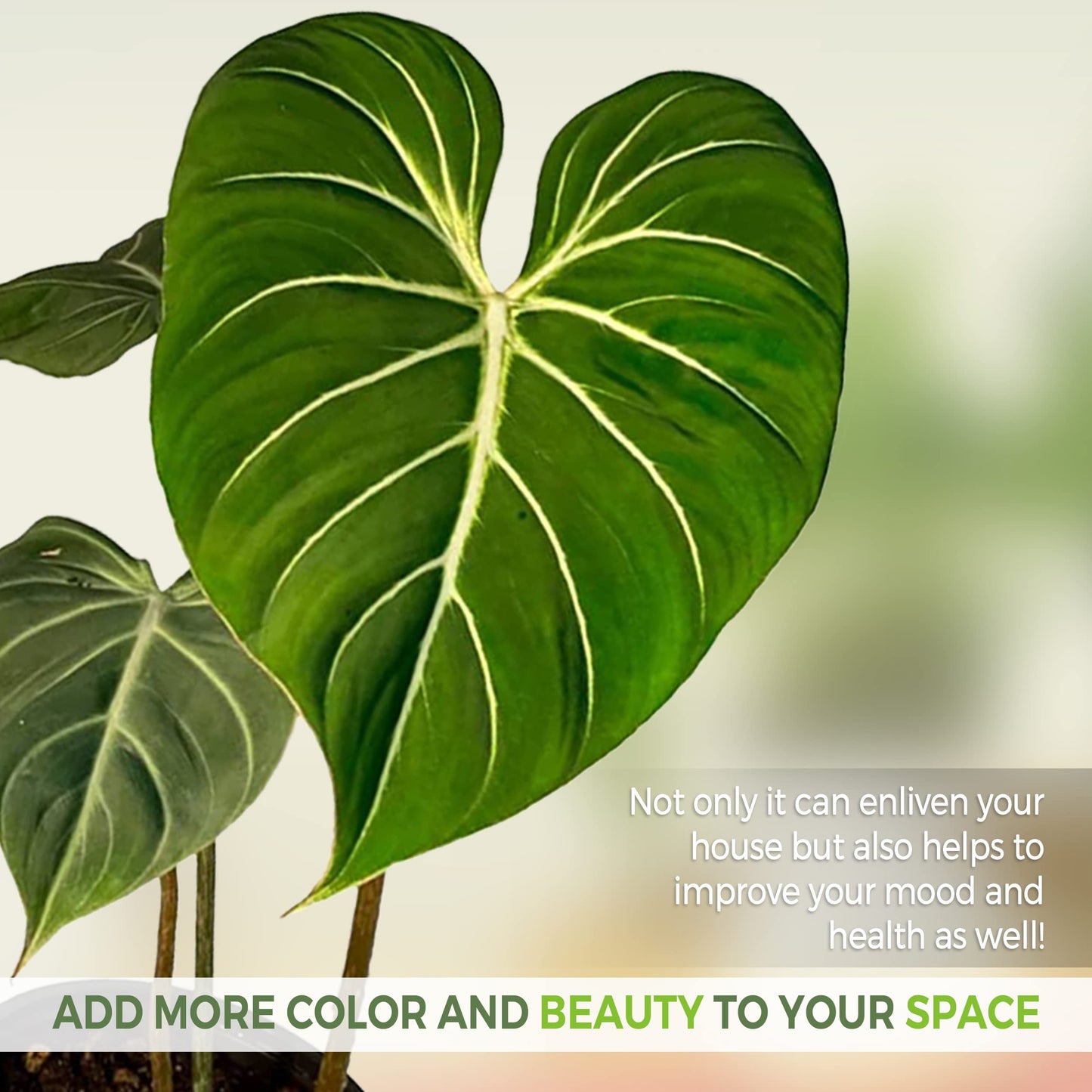 LEAL PLANTS ECUADOR Philodendron Gloriosum Zebra (Pack of 2)| Exotic Live Green Houseplant with Striking Foliage |Low Maintenance Air Purifying Elephant Ear Plant