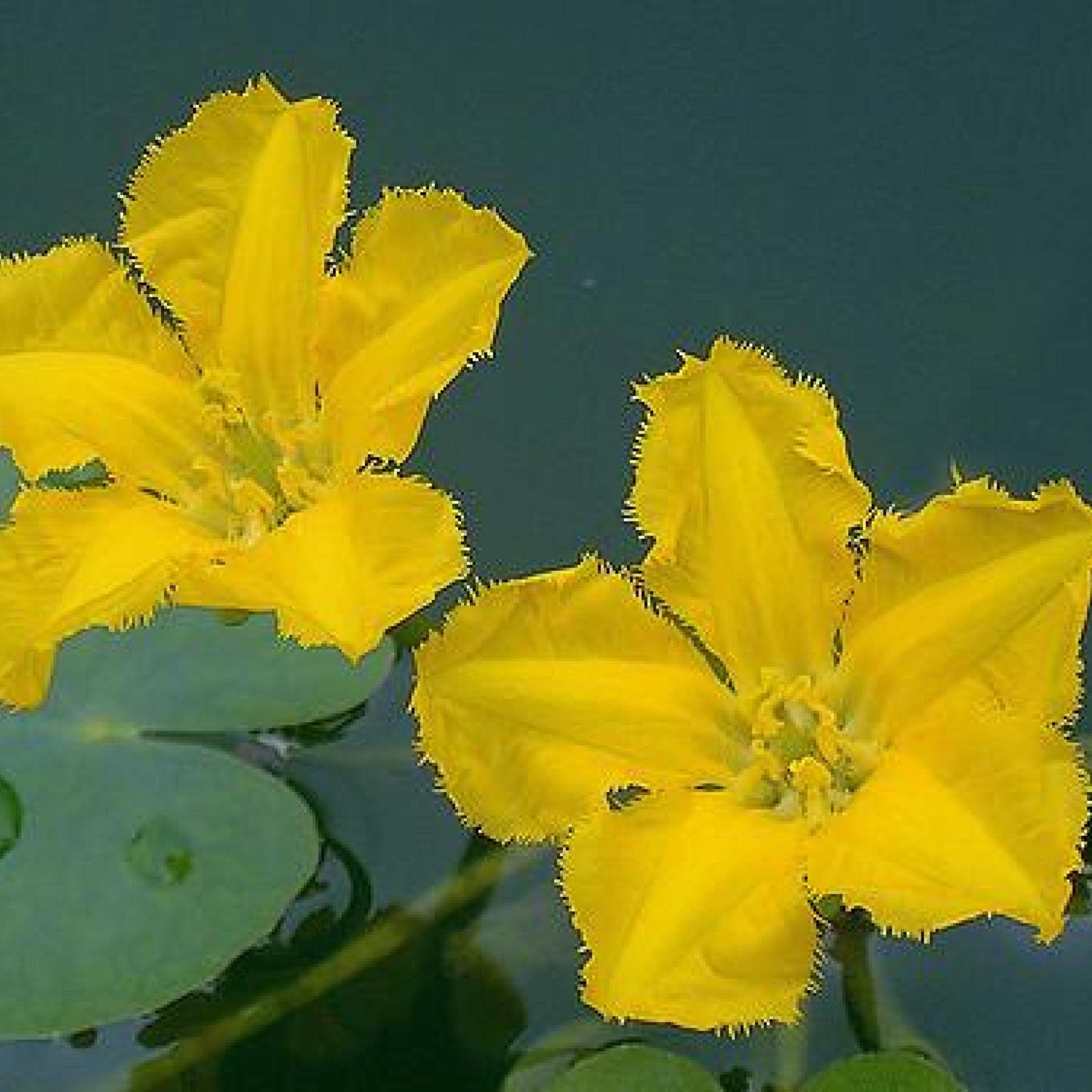 Live Aquatic Pond Plant Yellow Floating Heart: Hardy Outdoor Garden Water Pond Plants Lily Like Floating Pads Goldfish Koi Ponds Loves Shade Sun Flowers Beautiful White Vanilla Scented Lily Flower