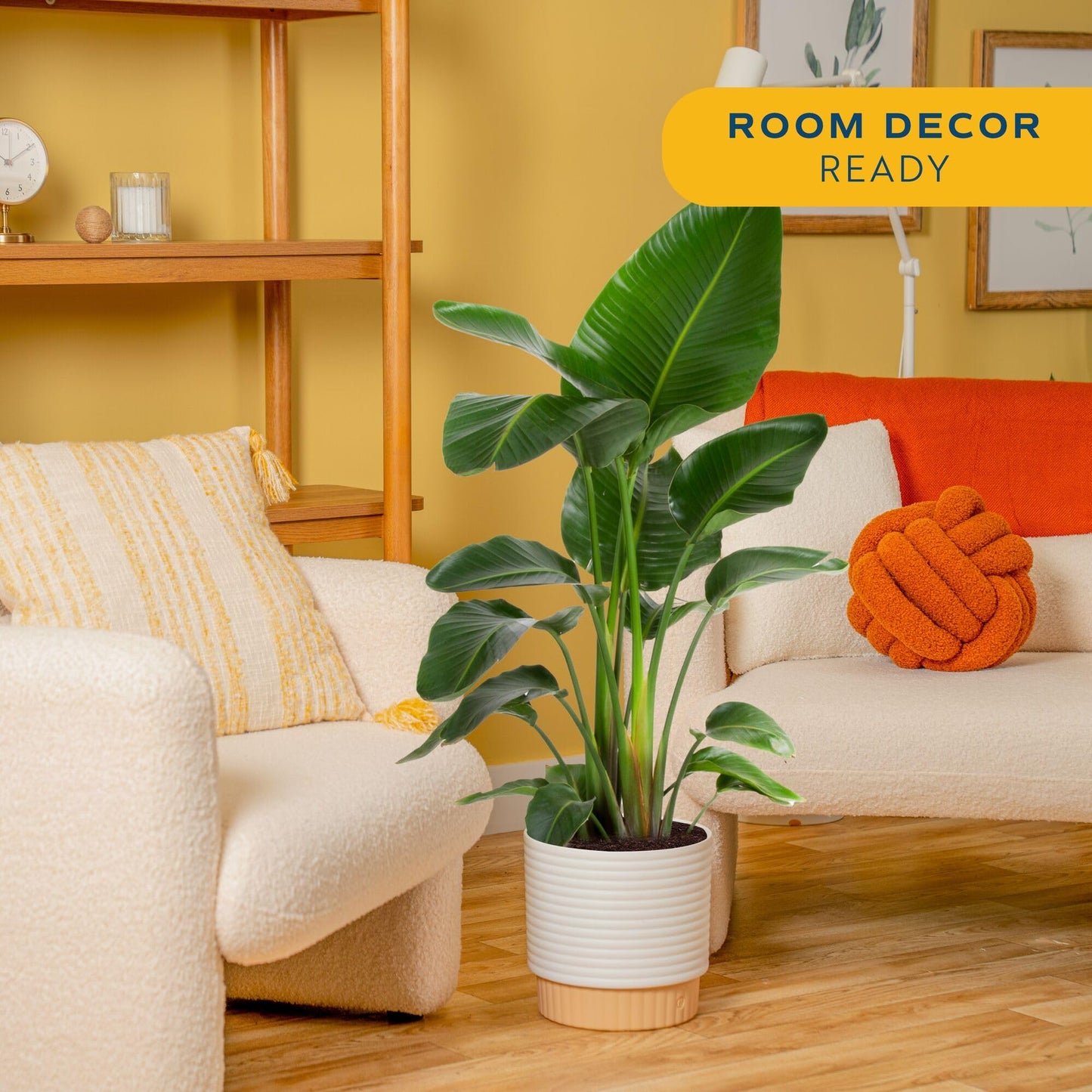 Costa Farms White Bird of Paradise Live Plant in Decorative Pot, Large Indoor Houseplant, Perfect for Home, Room, or Office Decor, Great House Warming or Birthday Gift, 2-3 Feet Tall