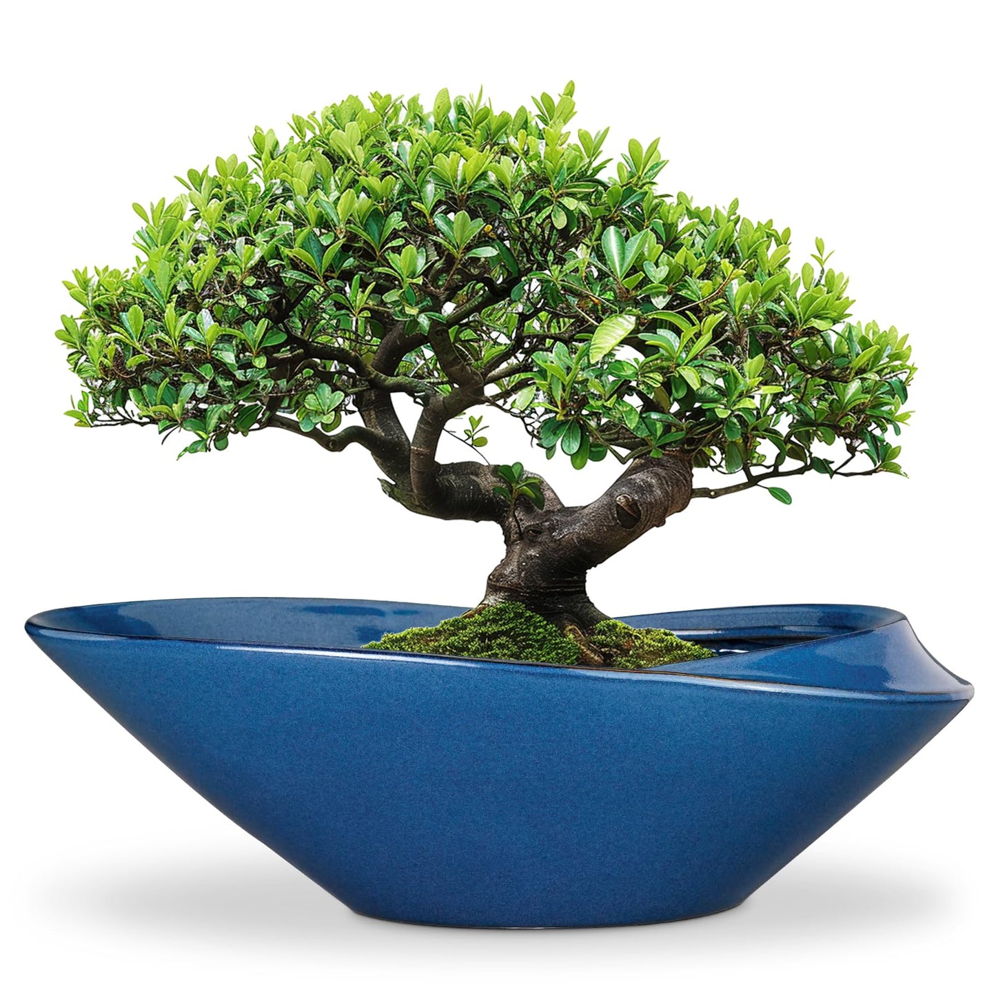 EPFamily Bonsai Pot - 18 Inch Ceramic Planter for Indoor Outdoor Plants Bonsai Tree Pot Modern Large Succulent Planter Decorative Plant Pot with Drainage Hole Blue