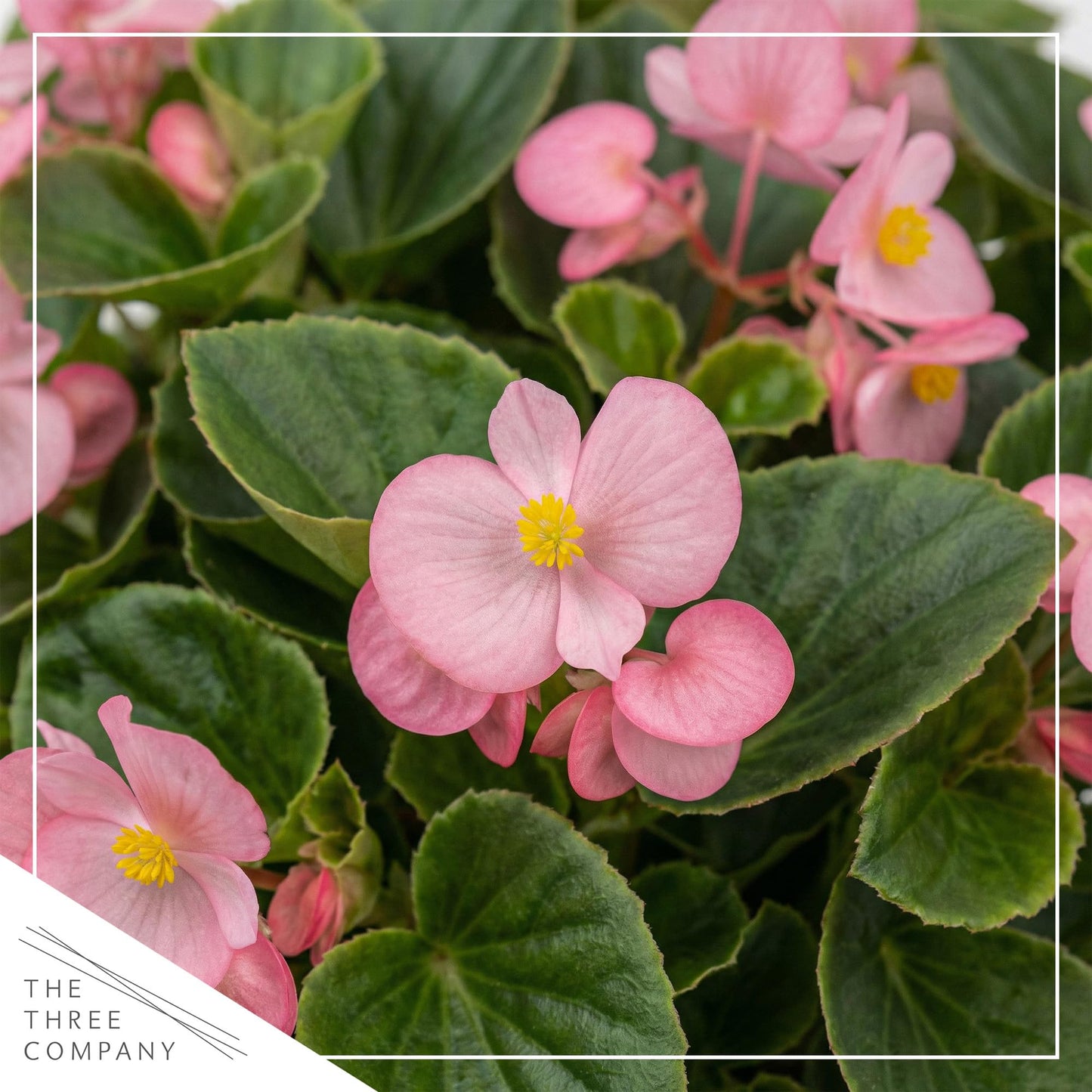 Live Begonia - Green Leaf Ambassador Pink (4 Per Pack), Beautiful Shade Annual, Ships 8" Tall by 4" Wide in 1 Pt Pot