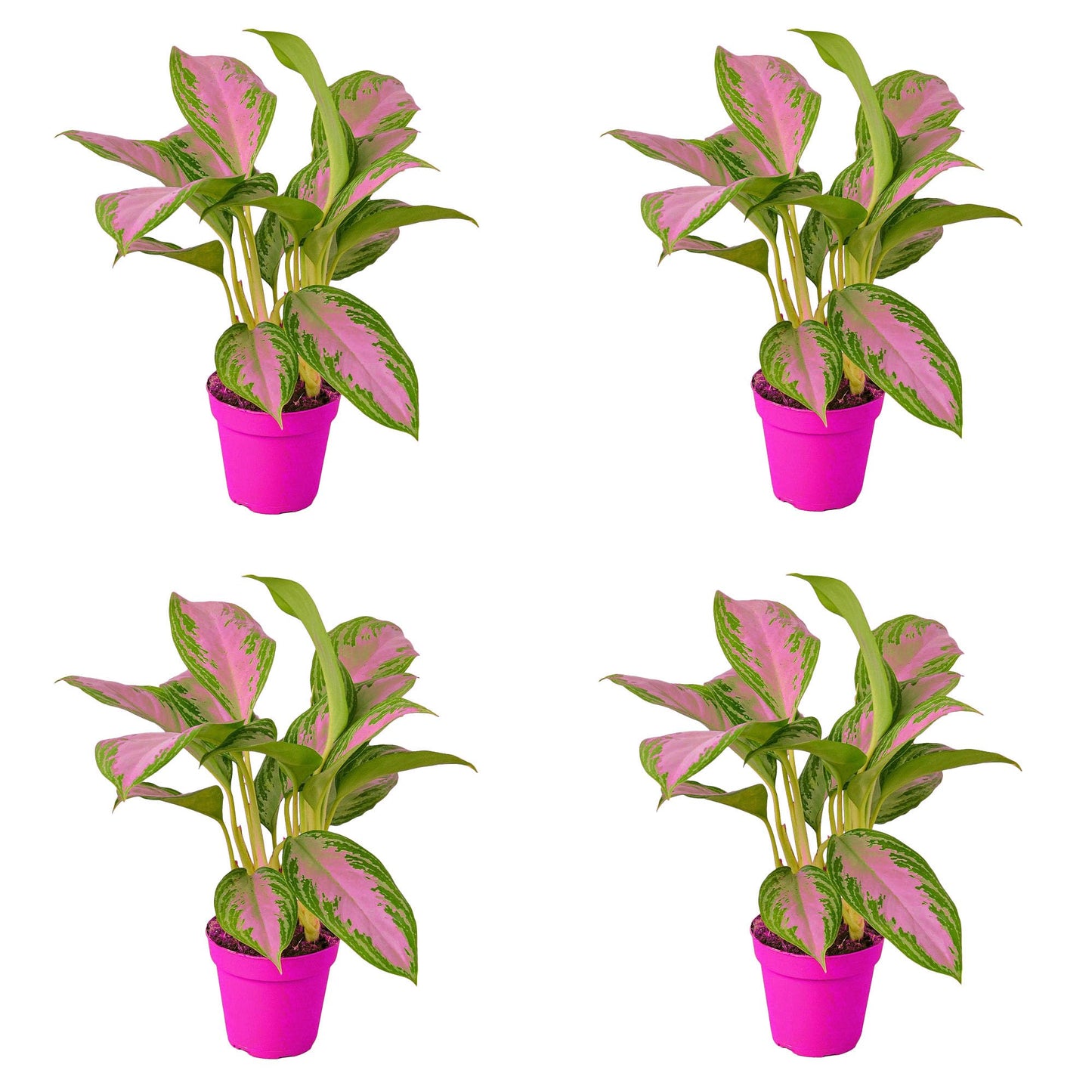 4 Pack Chinese Evergreen 'Silver Bay' in 6in Pot - Live Plants Tropical Houseplants | Variegated | USA Growers | The Snobby Leaf
