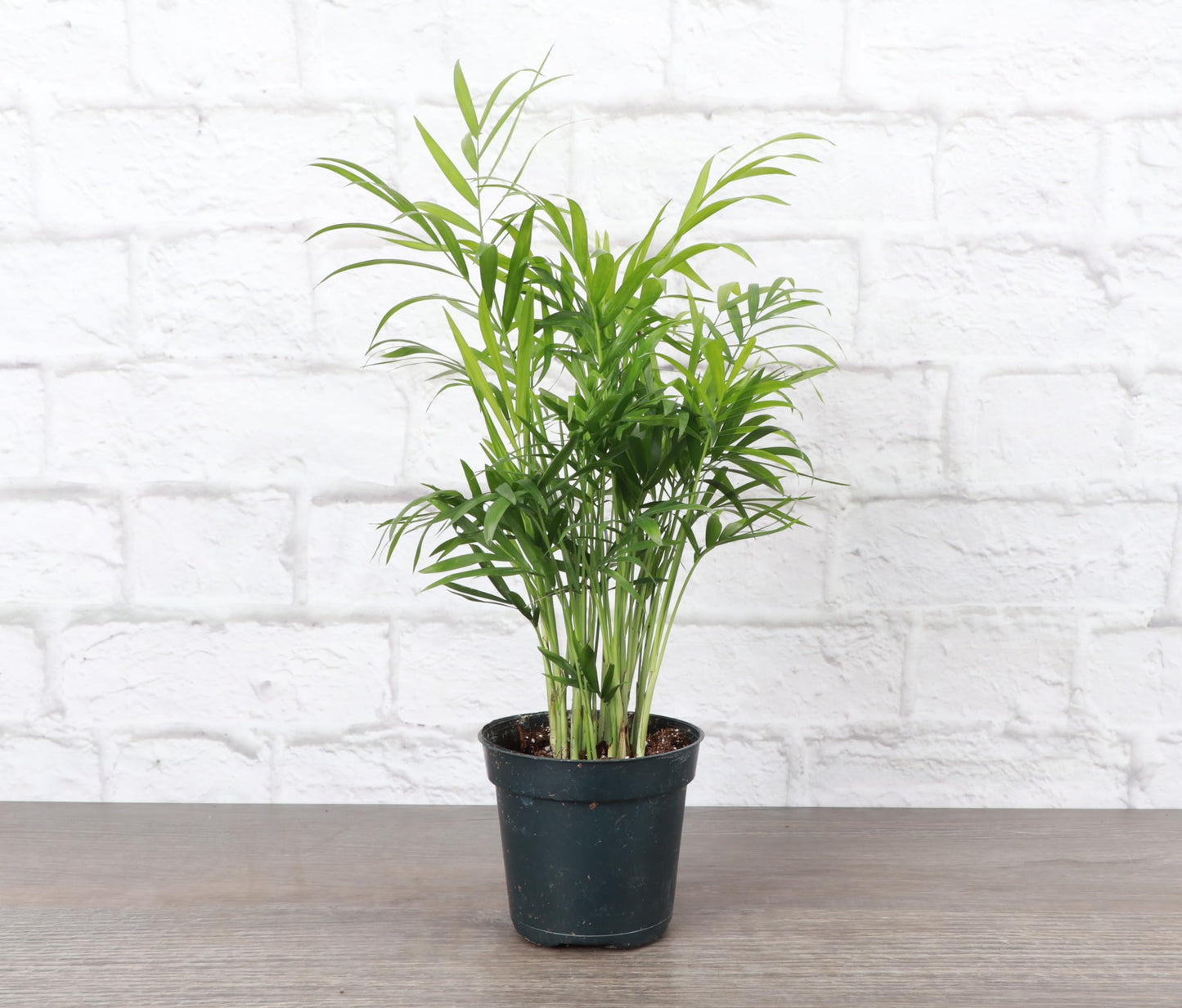 Thorsen's Greenhouse Parlor Palm Plant, Live Indoor Plant, Neanthe Bella Palm, Natural Air Purifier, Easy to Grow, Pet Safe Plant, 4-inch Diameter Pot