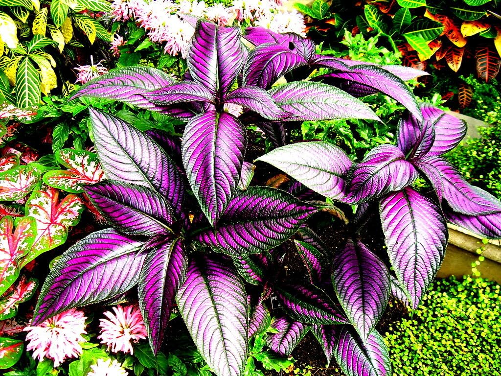 Live Plant - Persian Shield**Strobilanthes Dyerianus Starter Plant