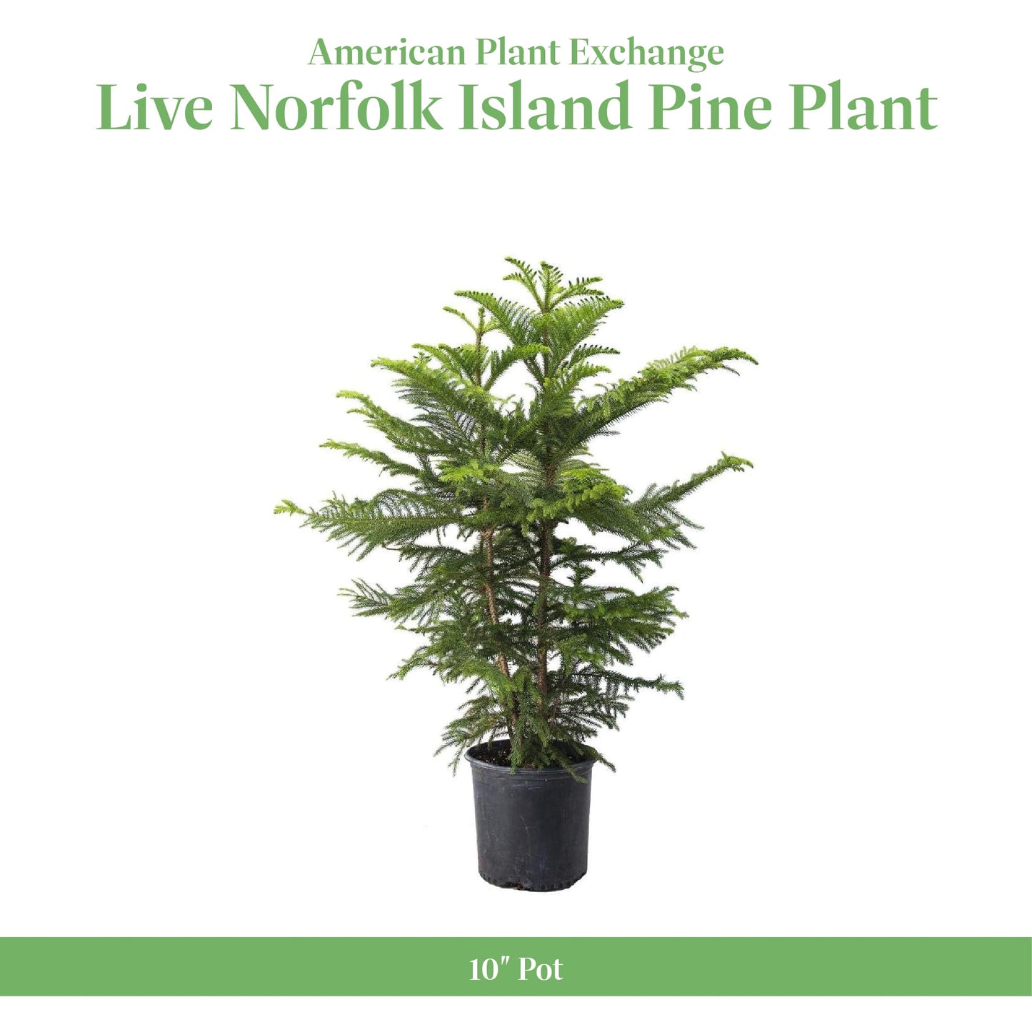 American Plant Exchange Norfolk Island Pine Tree, 10-Inch Pot, Soft Touch, Evergreen Houseplant, Live Indoor & Outdoor Plant, Holiday Tree for Festive Home Decor