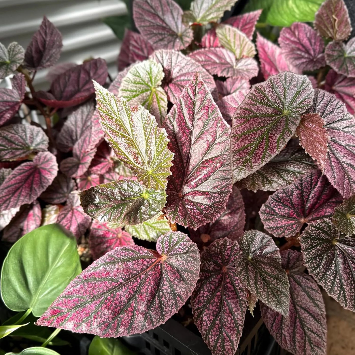 Combo 3 Polka Dot Pink Begonia Angel Wing Plants Live, Begonia Maculata Live Plant, Begonias Live Plants Outdoor, 4 to 8 Inc Tall