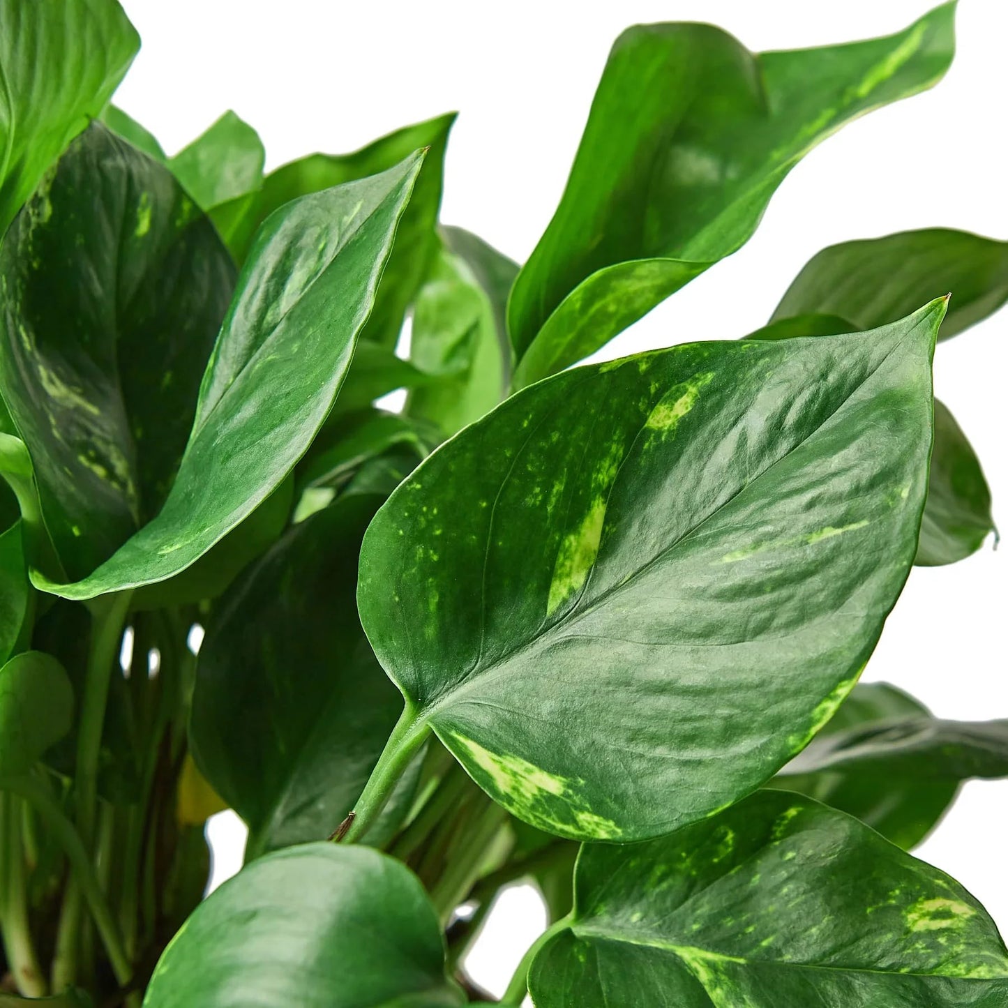 Pothos 'Golden' | Live Plant for Indoor & Outdoor | for Living Room, Office, Bathroom | (4" Pot)