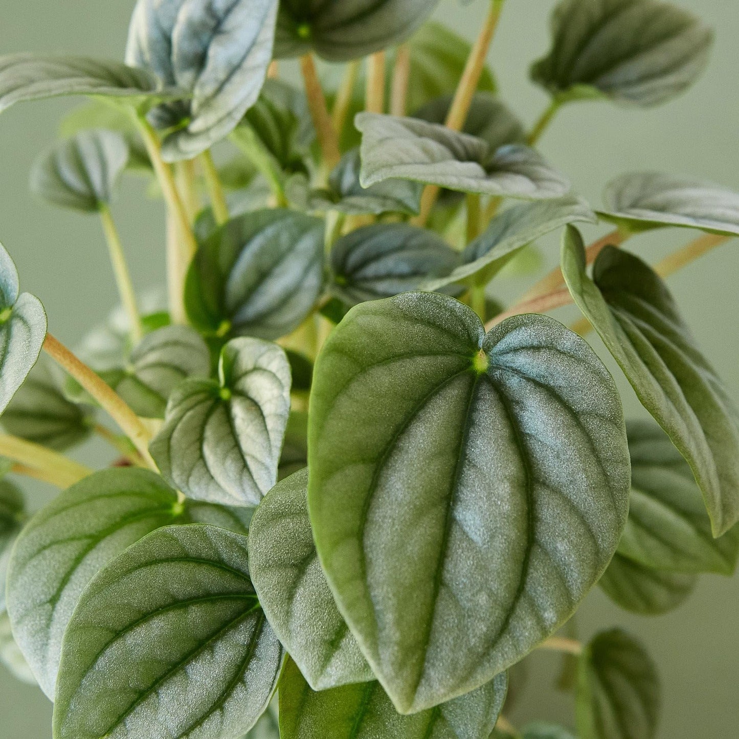 Peperomia 'Frost' | Live Plant for Indoor & Outdoor | for Living Room, Office, Bathroom | (4" Pot)