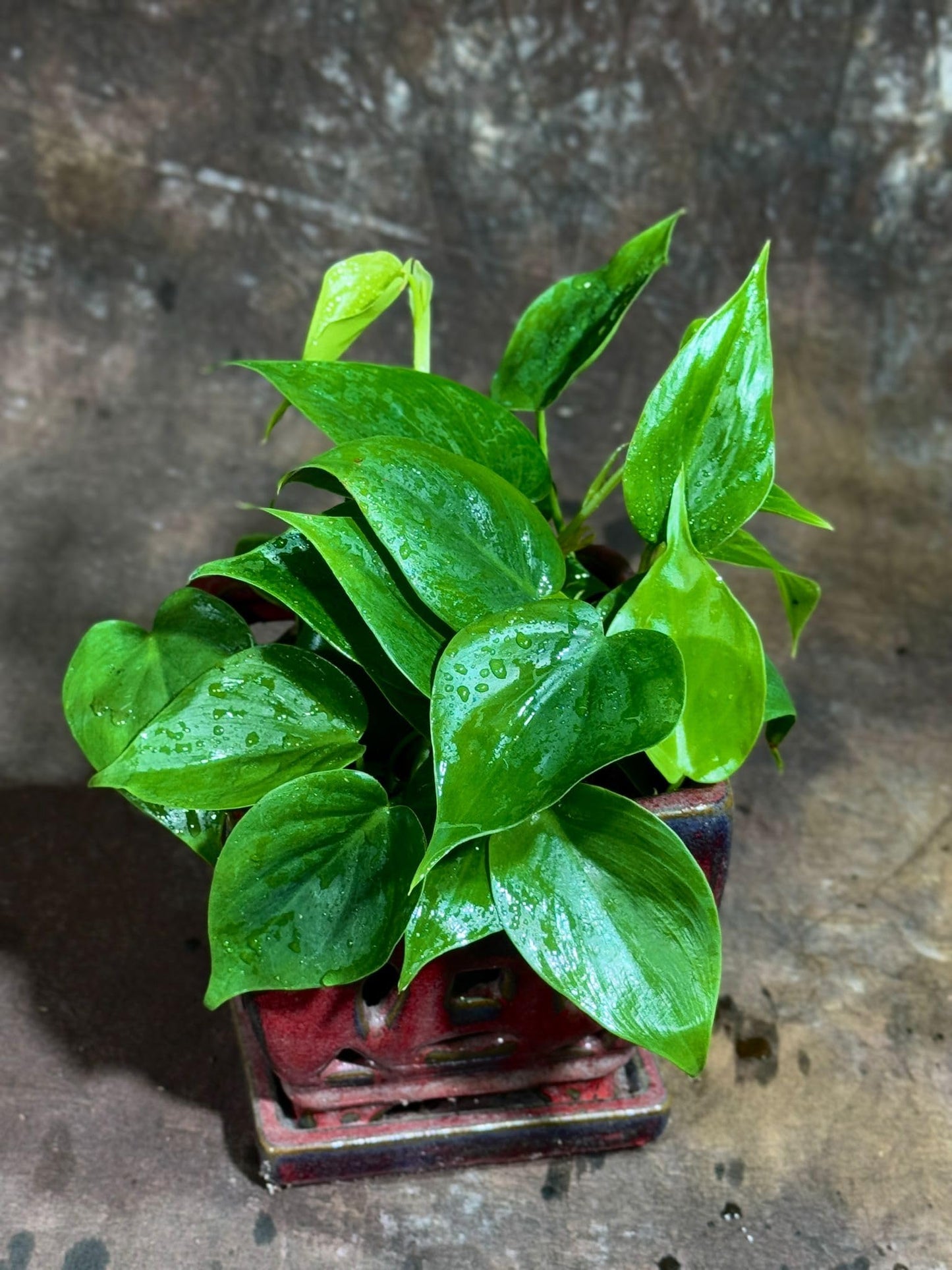 PLANTVERS Jade Philodendron in a 4" Nursery Pot – Philodendron Cordatum – Heartleaf Green Plant – Easy Care Vining Houseplant – Low Light Indoor Plant – Air Purifying Plant