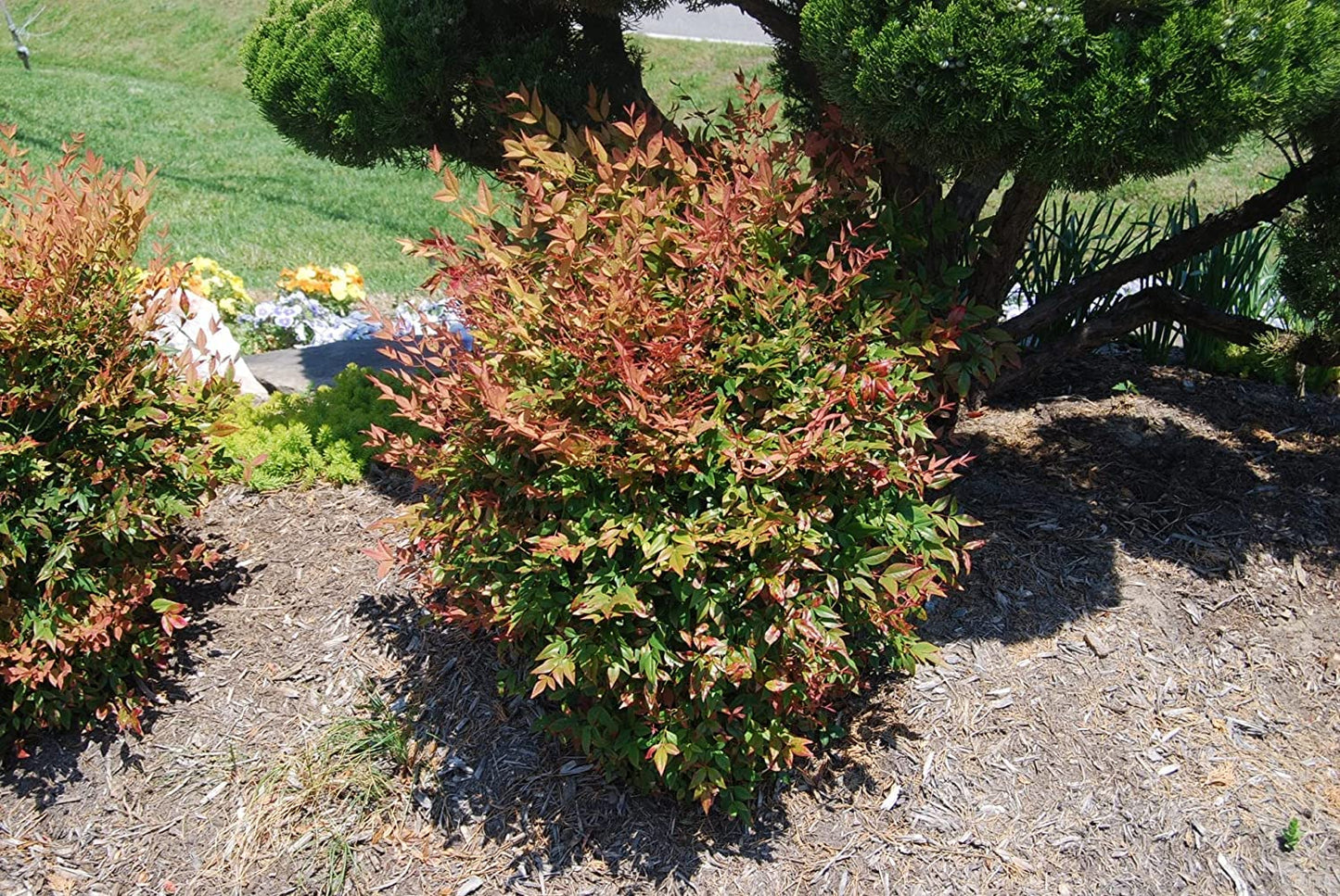 Nandina Gulf Stream Heavenly Bamboo | 10 Live Plants | Compact Colorful Ornamental Shrub