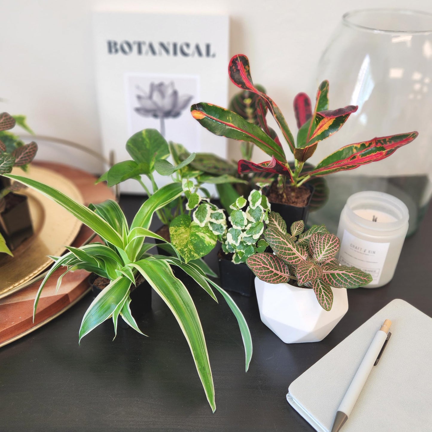 Easy to Grow Houseplants (Pack of 6), Live House Plants in Containers, Growers Choice Plant Set in Planters with Potting Soil Mix, Home Décor Planting Kit or Outdoor Garden Gifts by Plants for Pets