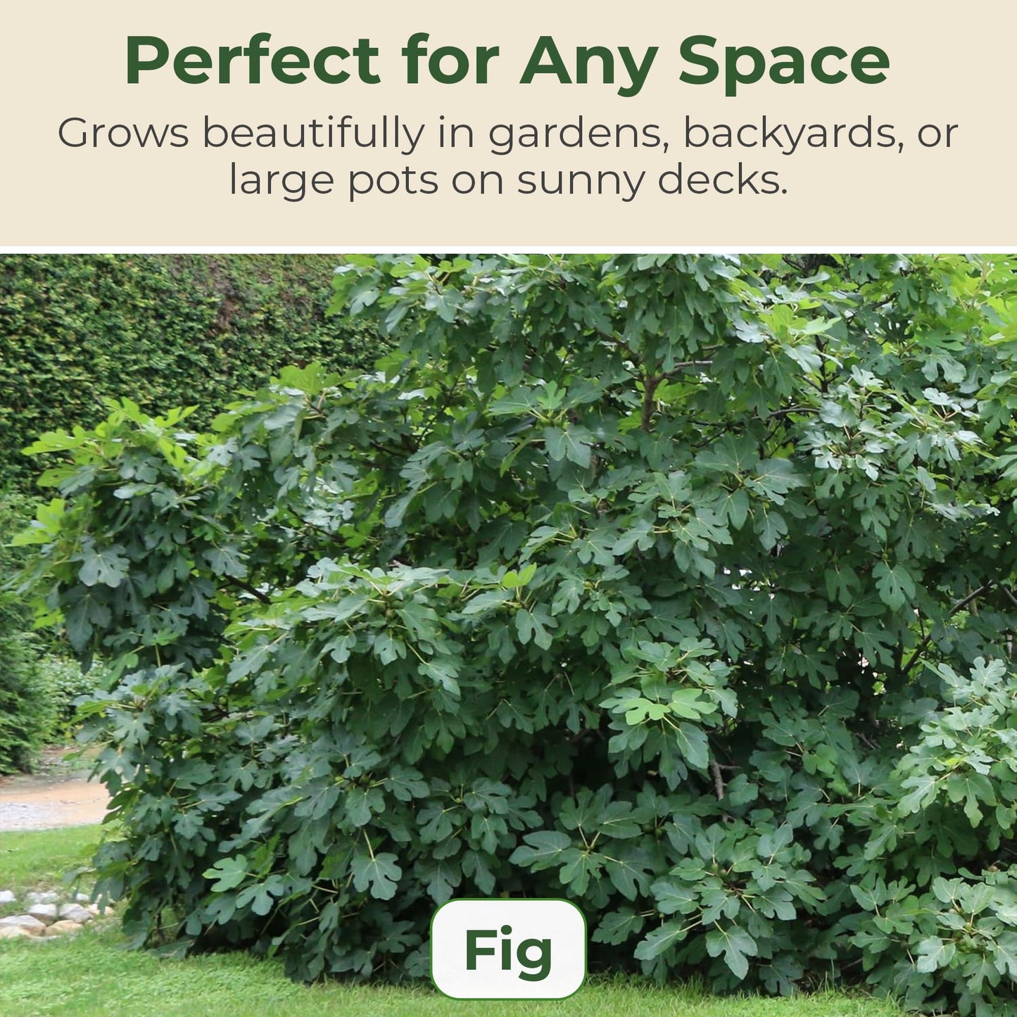 Black Mission Fig Plant - Sweet Year Round Harvest in 1 Gal Growers Pot - Grows Upto 10-30' - Easy to Grow Fruit Trees for Pots and Gardens (1 Count)