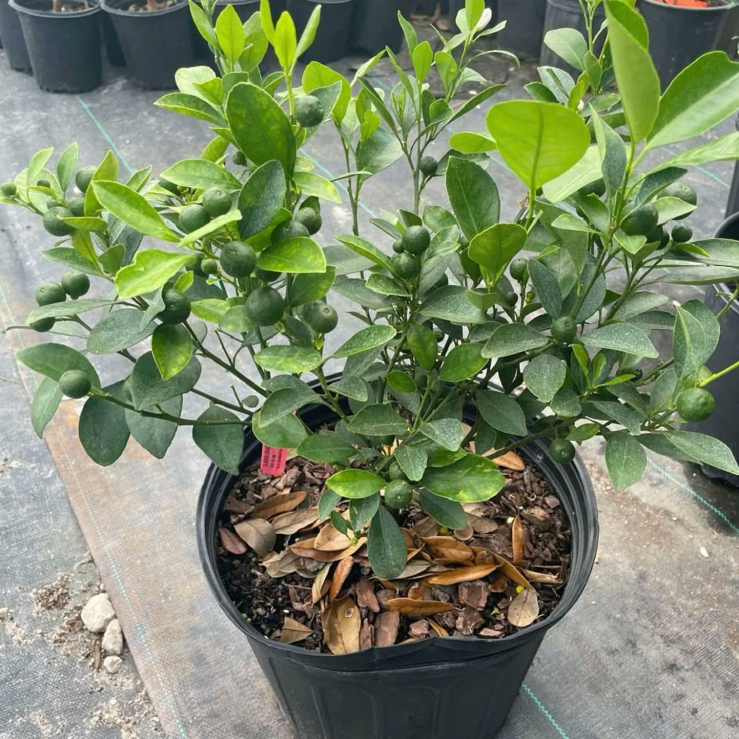 Calamansi Tree in 3 Gallon Pot, Fruit Bearing Live Calamondin Citrus Fruit Plant, Calamansi Kalamansi Tree for Planting Patio Garden