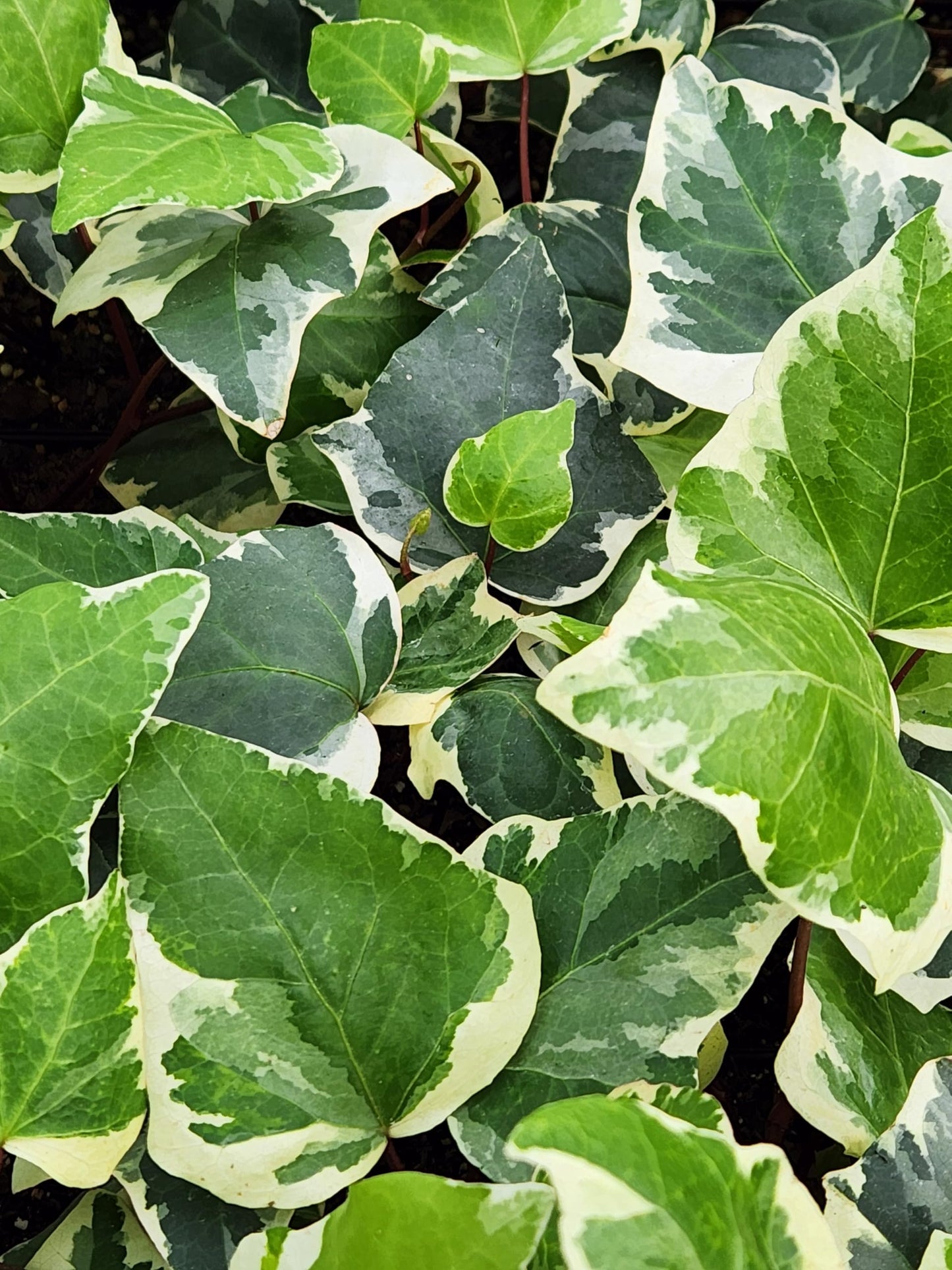 Marengo English Ivy, Live Plant in 3" Grower Pot, Easy Care, Houseplant, HEDERA Helix 'Marengo.
