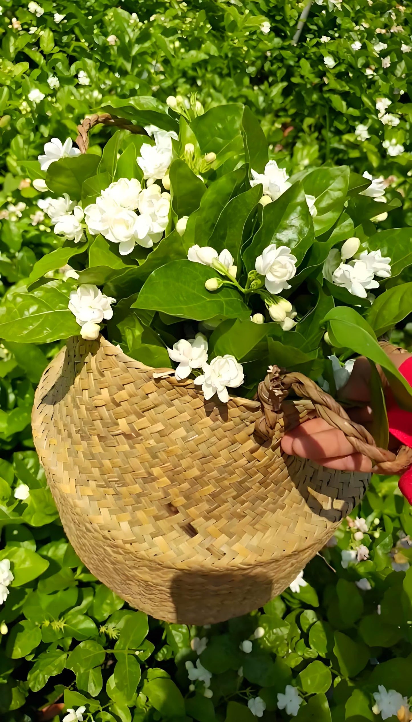 50 Pcs Jasmin Seeds for Planting Fragrant Flower Seeds for Home Garden Decor