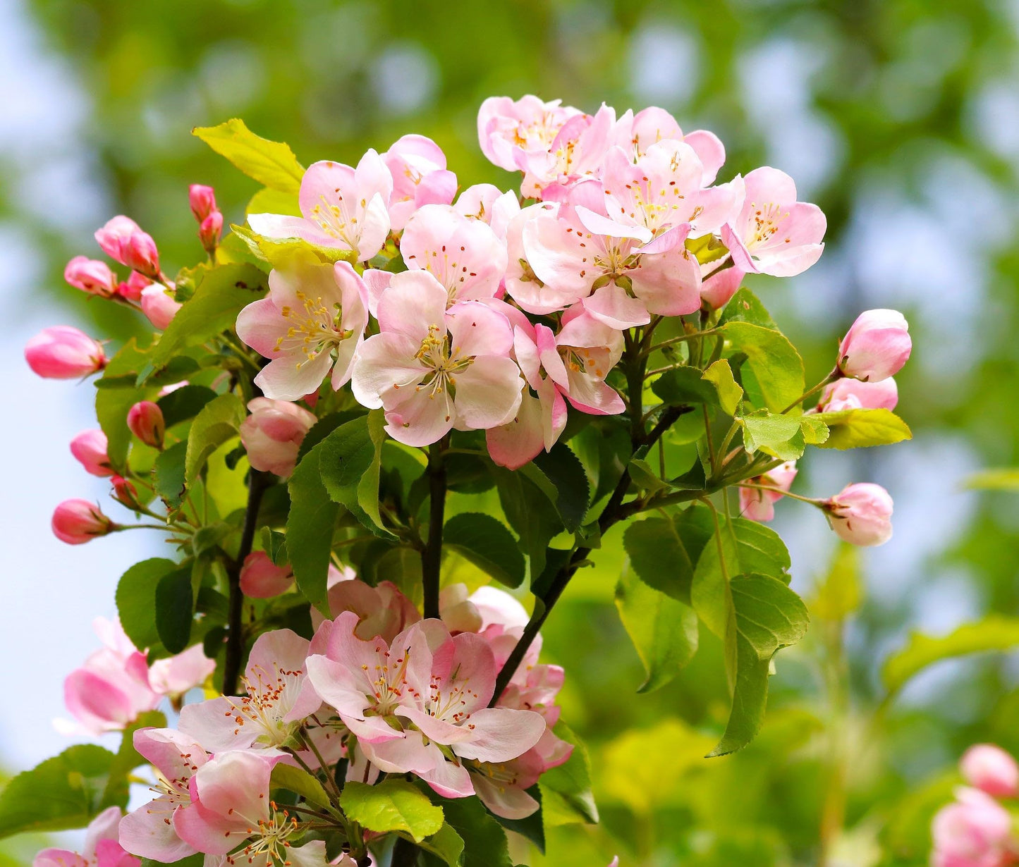 TomorrowSeeds - Red Delicious Apple Tree Seeds - 120+ Count - for 2026 Planting Malus Pumis Common Domestic American Pink Flowering Blossoms Perennial Fruit Trees Perennial Grow Your Own Home Farm