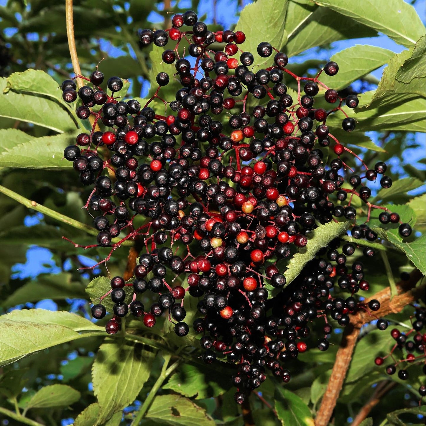 2 Black Elderberry Plants Live to Grow 6 to 12 Inch Tall, American Elderberries Bush, Berry Fruit Tree