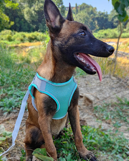 Solmoony Soft Mesh Dog Harness and Leash Set for Small Medium Dogs, Step in Adjustable with Padded Vest (XS, Green)