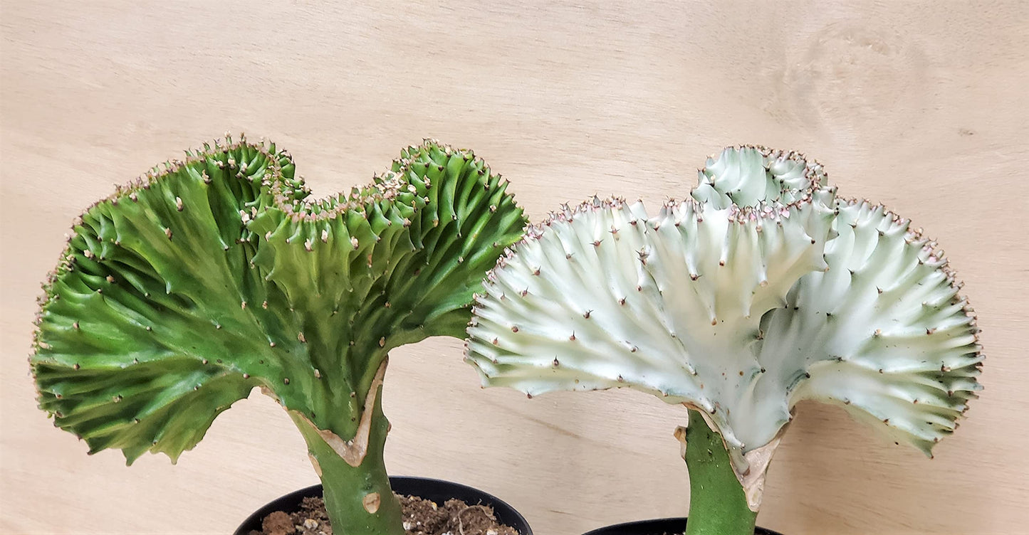 Euphorbia Lactea Cristata aka Coral Cactus in White Live Rare House Plants (All Plants are Fully Rooted Plants!) in 4" Pot by 3exoticgreen