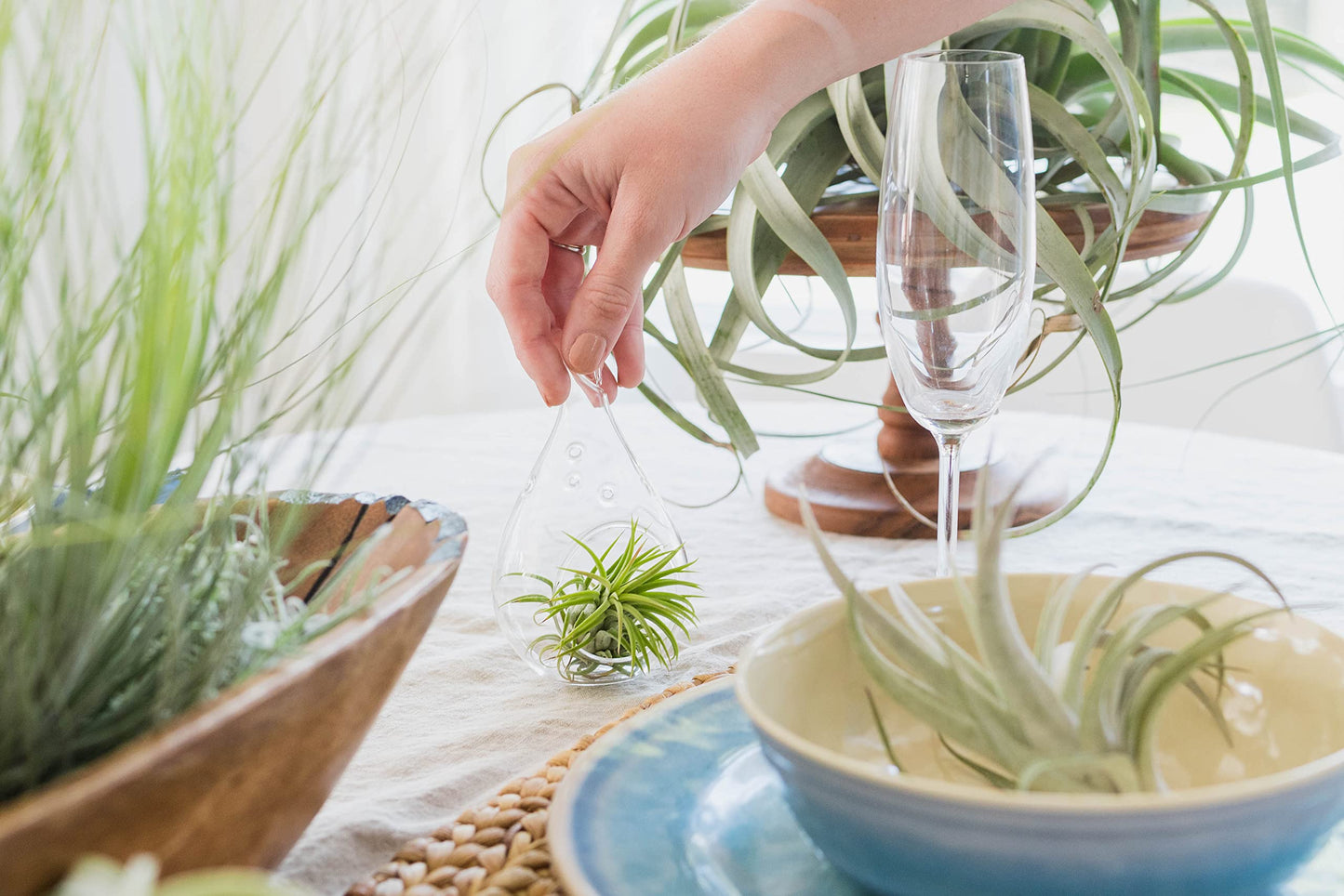 Large White Ceramic Hanging Pod with Xerographica Air Plant - Live Tillandsia in Plant Holder - Wholesale and Bulk - Home and Garden Decor - Easy Care Indoor and Outdoor Plants