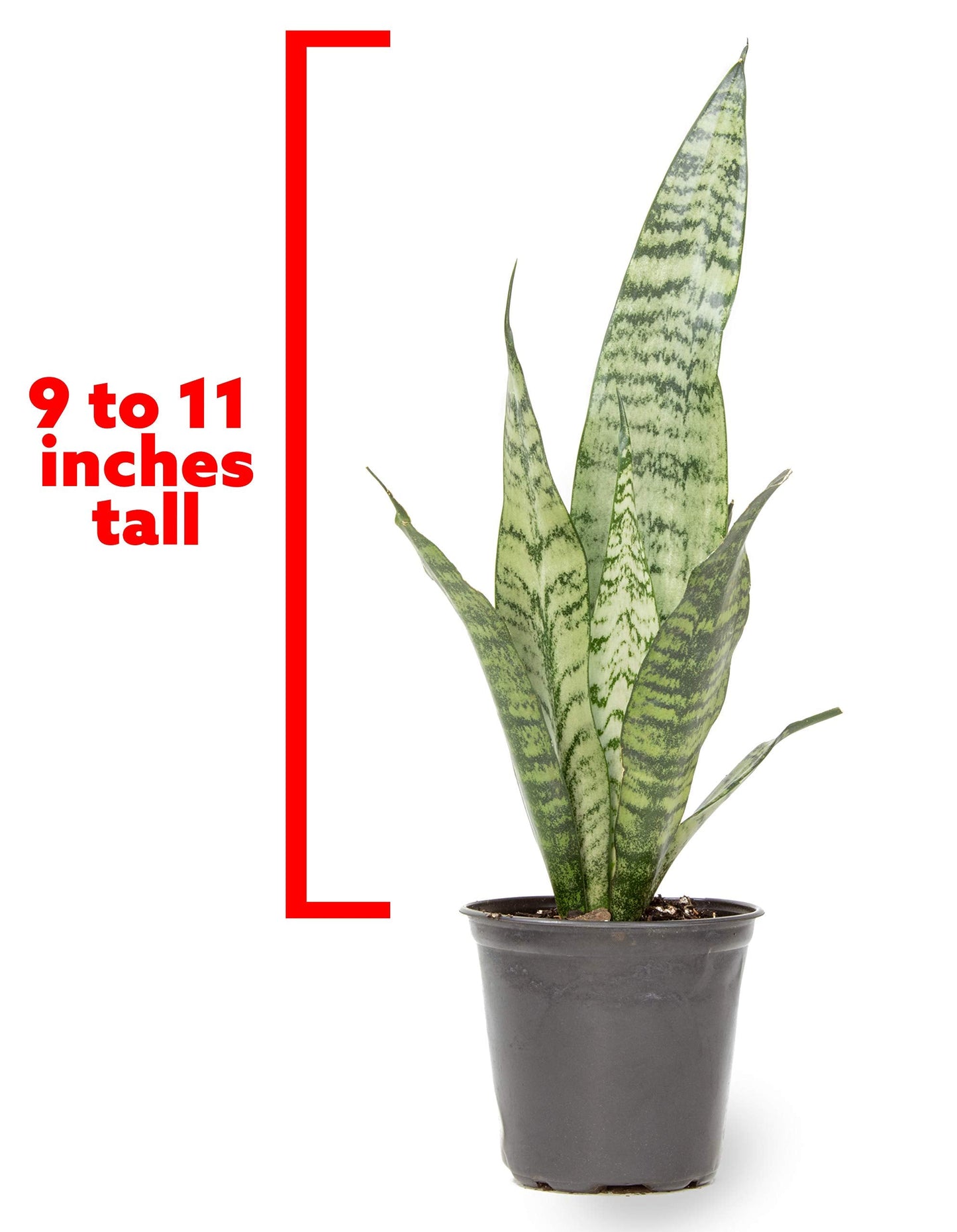 Live Snake Plant, Sansevieria Zeylanica, Indoor House Plant in Pot, Mother in Law Tongue Sansevieria Plant Live, Potted Succulent Plant, Fully Rooted Houseplant in Potting Soil by Plants for Pets