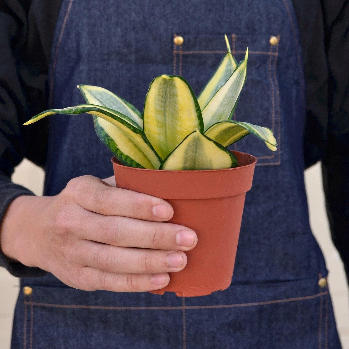 Snake Plant Gold Hahnii | Live Plant for Indoor & Outdoor | for Living Room, Office, Bathroom | (4" Pot)