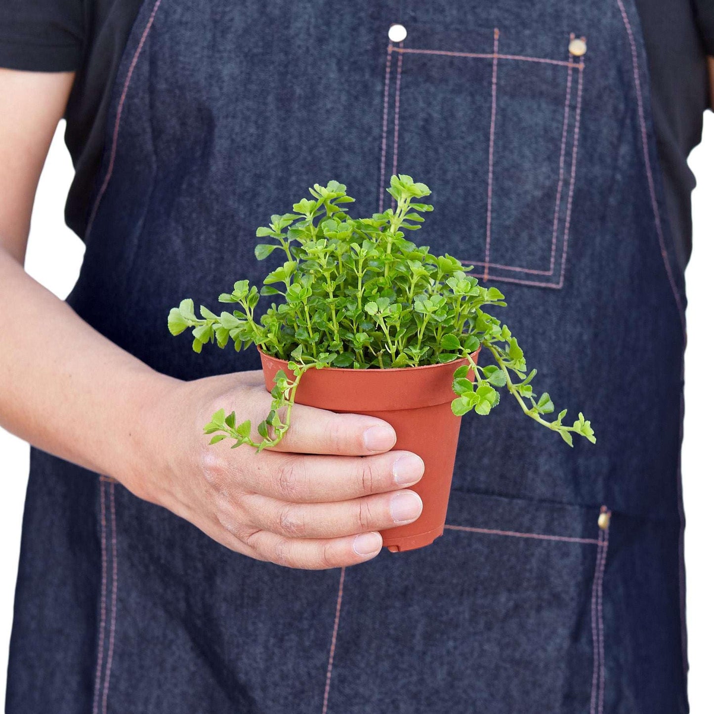 Nettle 'Baby's Tear' Live Plant for Indoor | Different Houseplants in 4'' & 6'' Pot | Real House Plant for Living Room, Office, Desk & Bathroom | Baby tear's