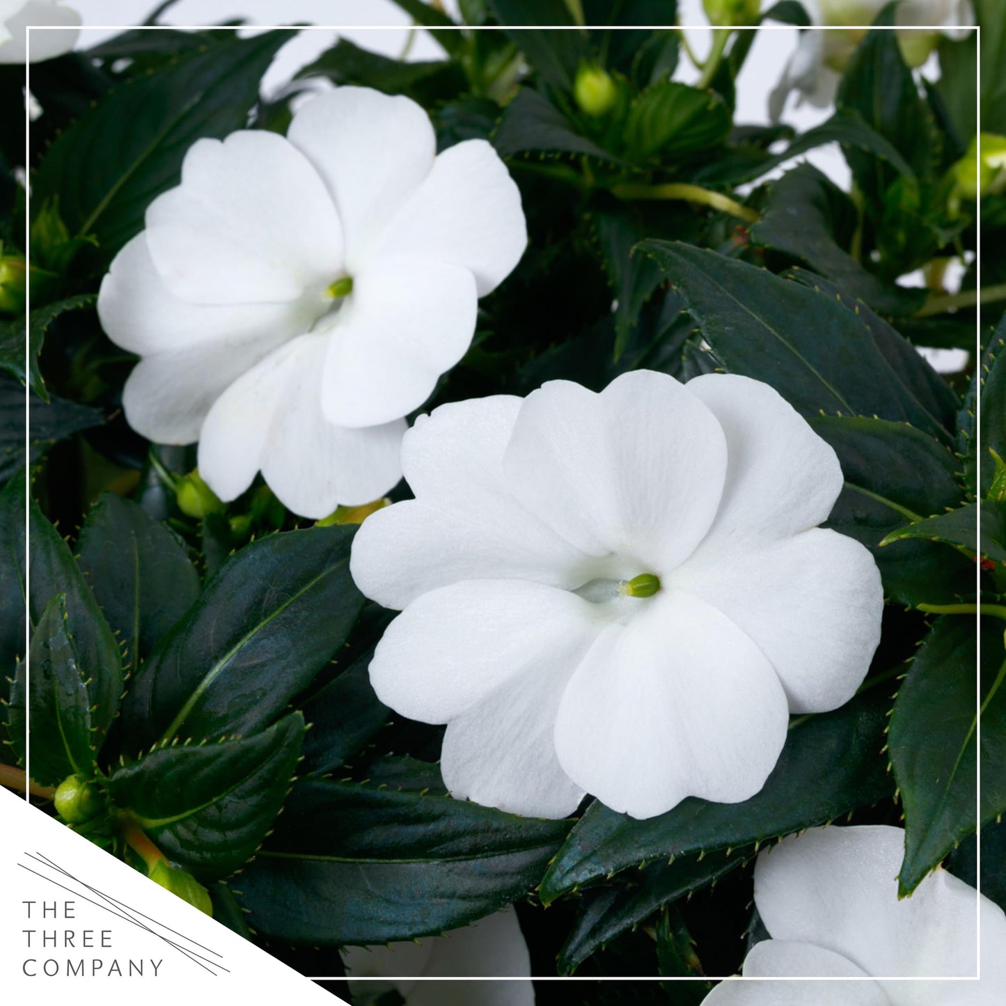 Live Flowering Sunpatiens - White (2 Plants Per Pack), Beautiful Annual Summer Color, 10" Tall by 6" Wide in 1 Quart Pot