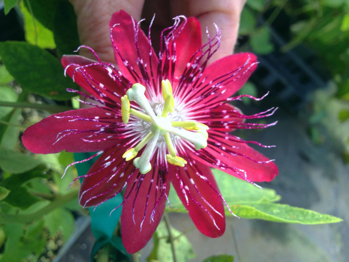 Lady Margaret - Passion Flower Vine - Passiflora coccinea Hybrid - Live Butterfly Plant - Burgundy Red Bloom - Emerald Goddess Gardens - Starter Sz 4 Inch Pot