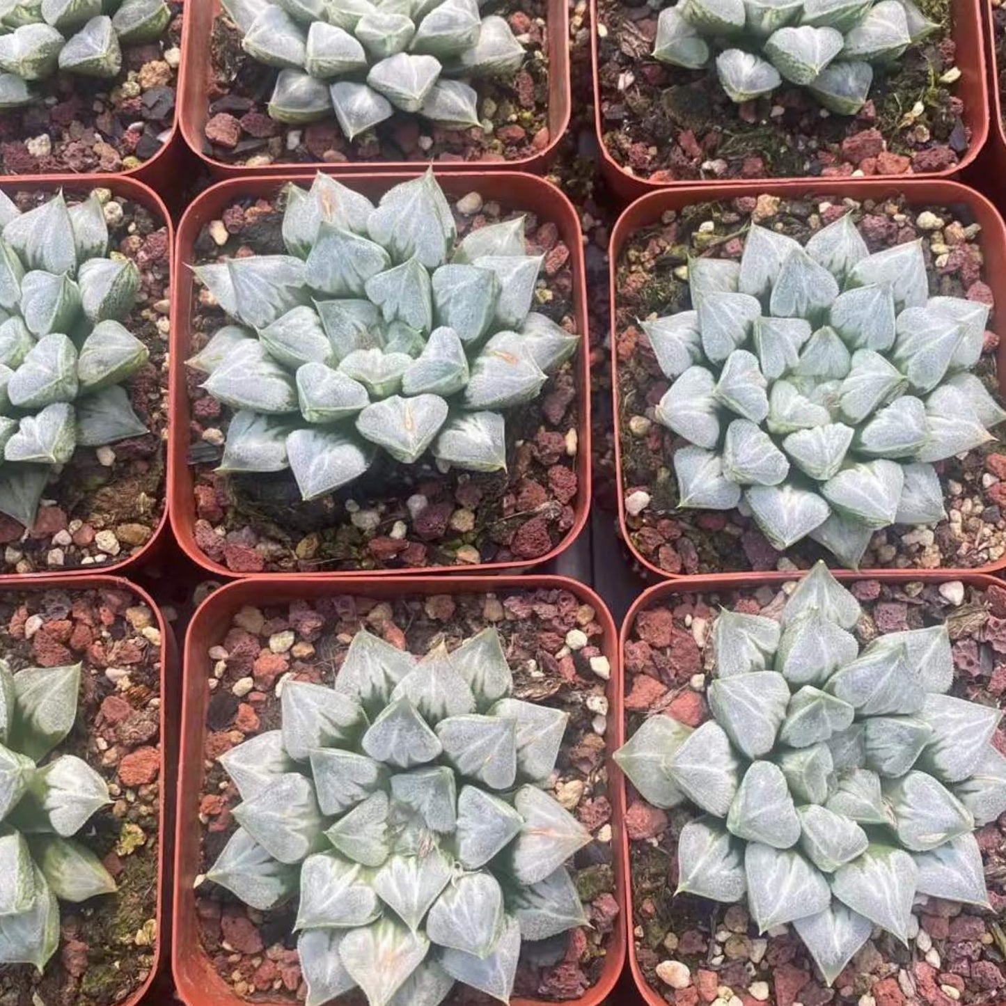 Rare Haworthia 'Love' – Exotic Succulent Plant – Unique, Collectible Live Indoor Plant – Easy-Care, Drought-Tolerant – Ideal for Succulent Enthusiasts, Workspaces & Special Occasions