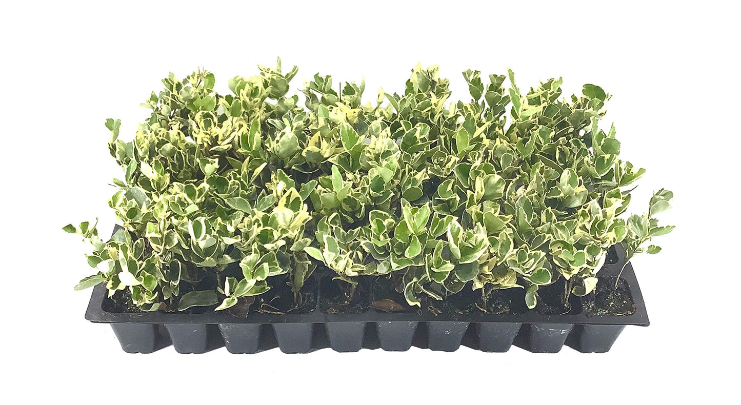 Ligustrum Japonicum Jack Frost - 40 Live Plants - Evergreen Privacy Hedge Variegated Tips