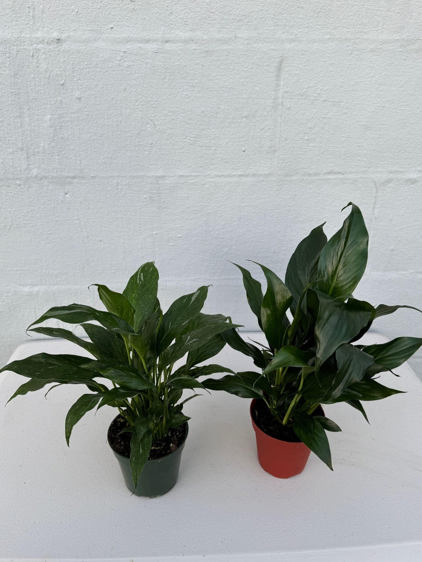PLANTVERS Peace Lily in a 4” Grow Pot – Live Spathiphyllum – Flowering Air Purifying Plant – Easy Care & Low Maintenance Houseplant – Blooming Gift Plant (Set of 2 Pots Assorted)