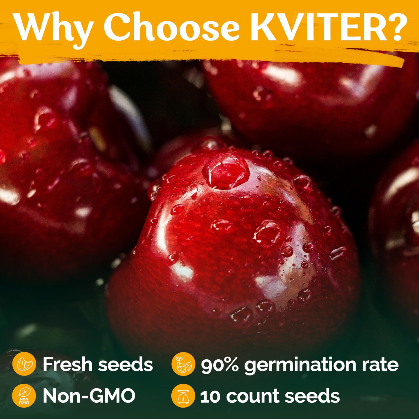 KVITER 10 Red Montmorency Sour Cherry Tree Seeds (Prunus cerasus) - Montmorency Tart Cherry Heirloom Seed - Organic Fruit Seeds, Perfect for Fruit Tree Gardens & Orchards