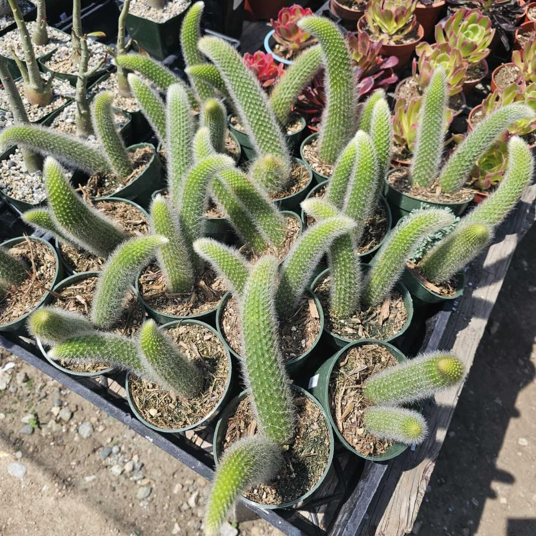Monkey Tail Cactus Live Plants for Planting, Live Monkey Tail Cactus Houseplant Succulents 6-8" for Indoor Outdoor Planting