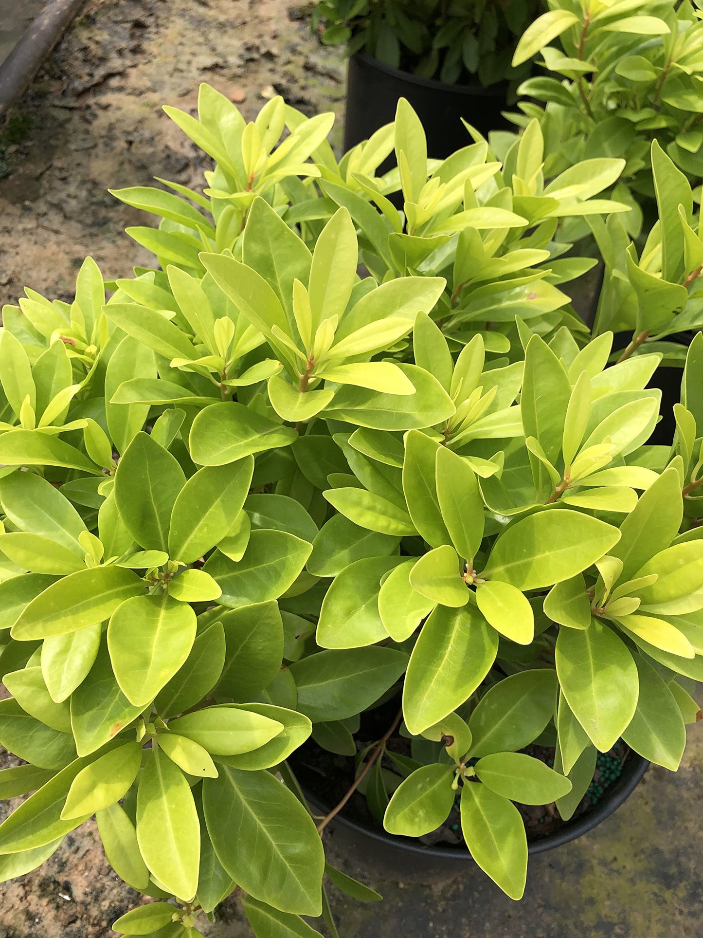 Illicium 'Florida Sunshine' (1 Gallon)