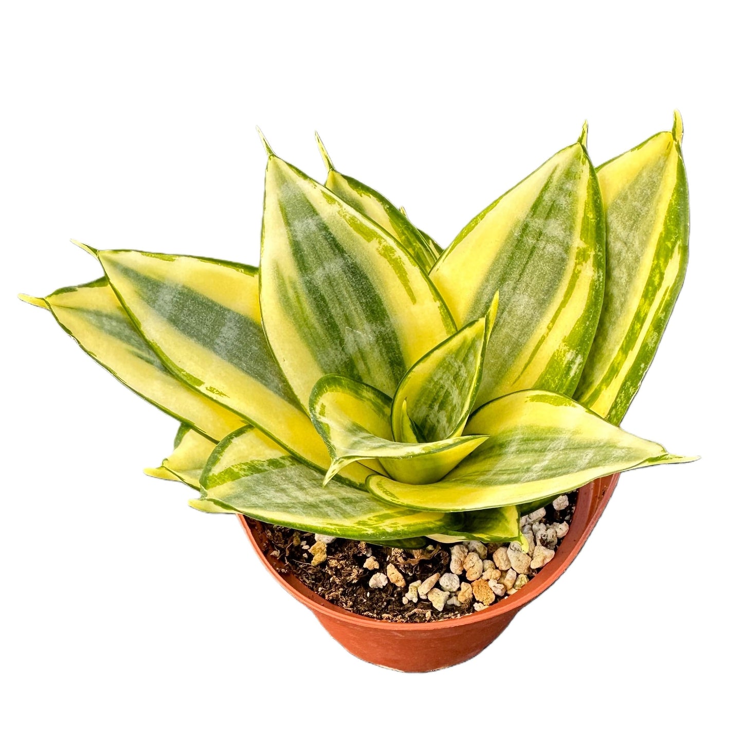 Sprout N Green Sansevieria 'Golden Hahnii', Live Snake Plant Fully Rooted in 4" Planter with Soil, Home Office Indoor Outdoor Wedding Decoration DIY Projects Party Favor
