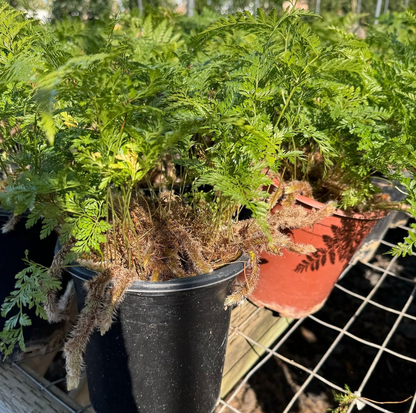 Rabbit's Foot Fern | Live Plant for Indoor & Outdoor | for Living Room, Office, Bathroom | (6" Pot)