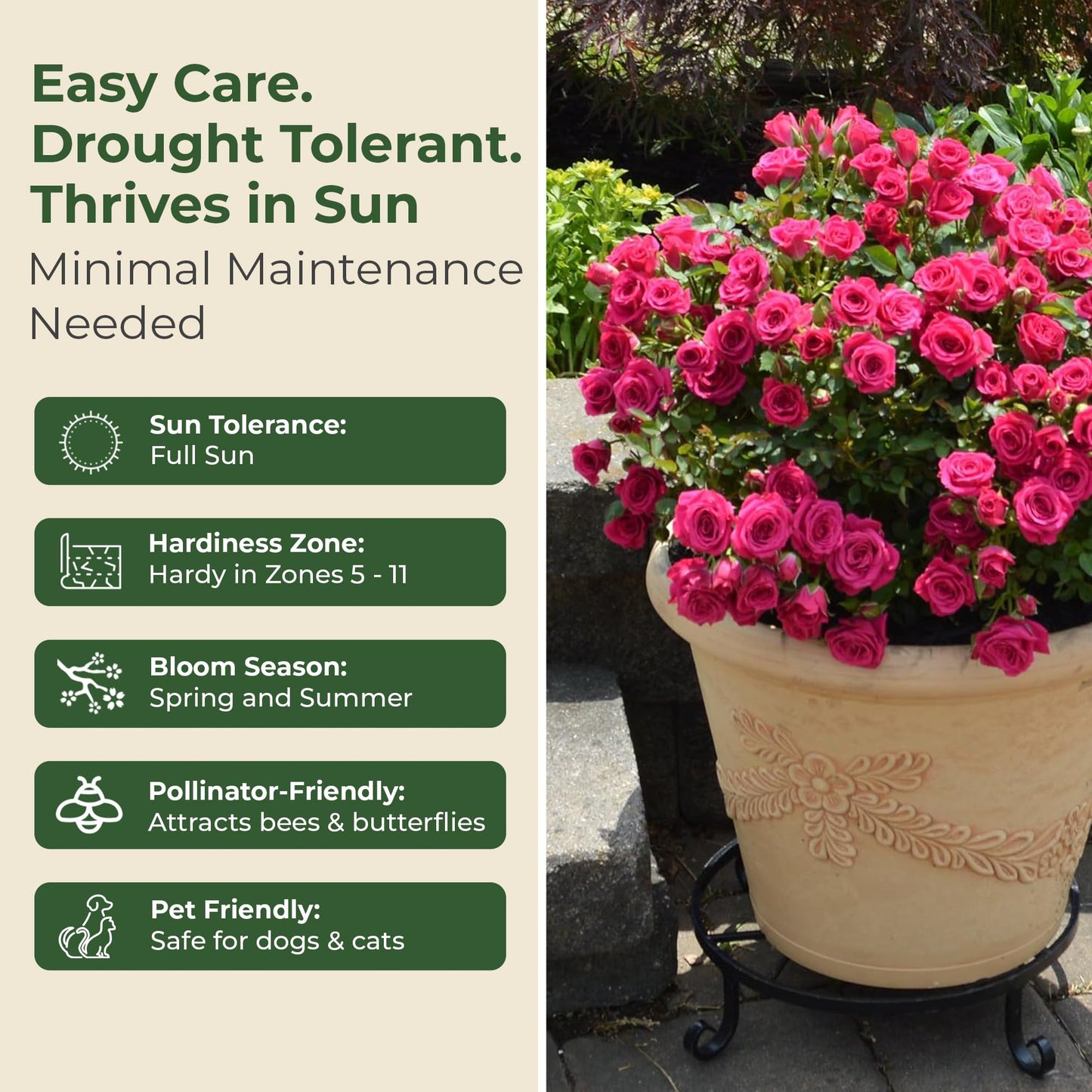 Sunblaze Dragon Fruit Mini Rose Bush - Summer & Spring Blooming Deep Pink Flowers for Gardens and Floral Arrangements - Grows Upto 1.5' x 1.5' in 2 Gal Pot - Garden Roses w/Mild Fragrance (1 Count)