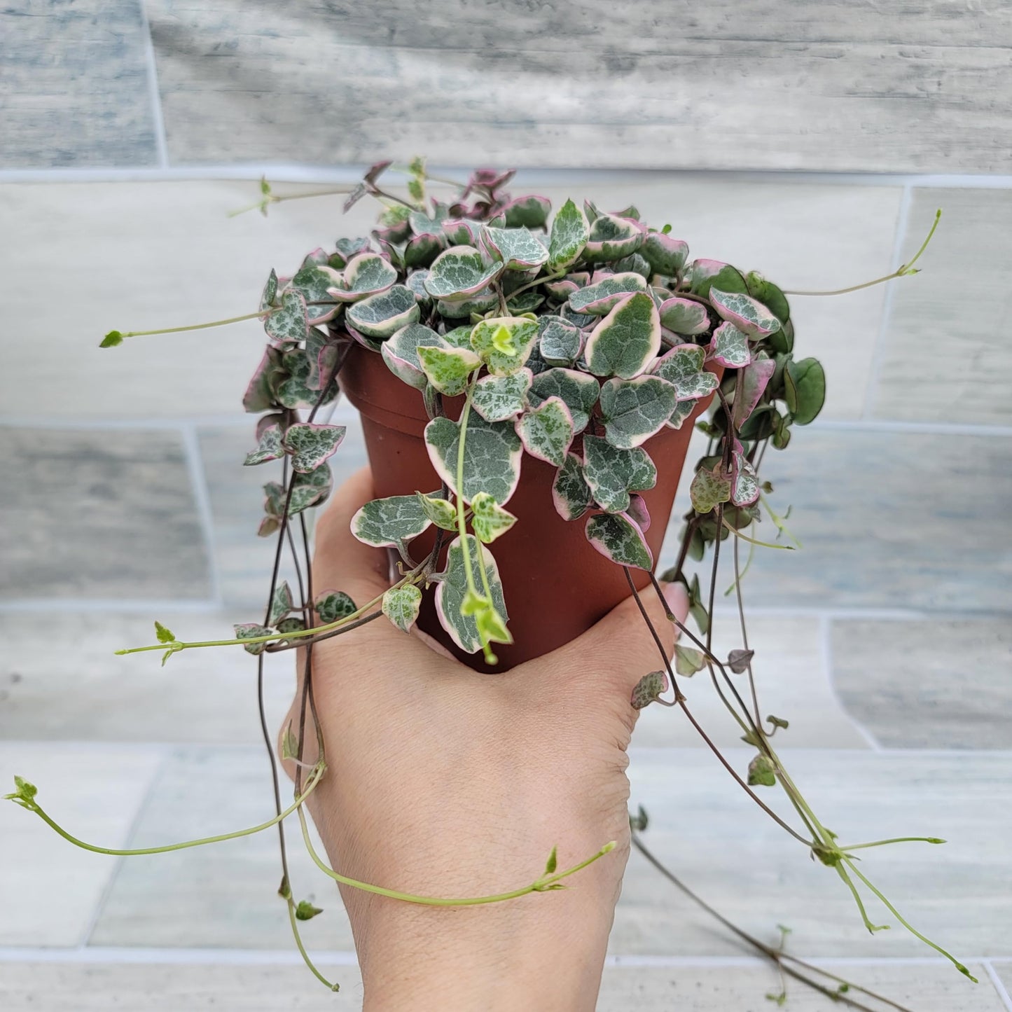 Rare Variegated String of Hearts - Ceropegia Woodii Variegata, Live Houseplants in 4" Pot by 3exoticgreen | Indoor Plants, Live Indoor Plants | Variegated Purple Hearts Plant