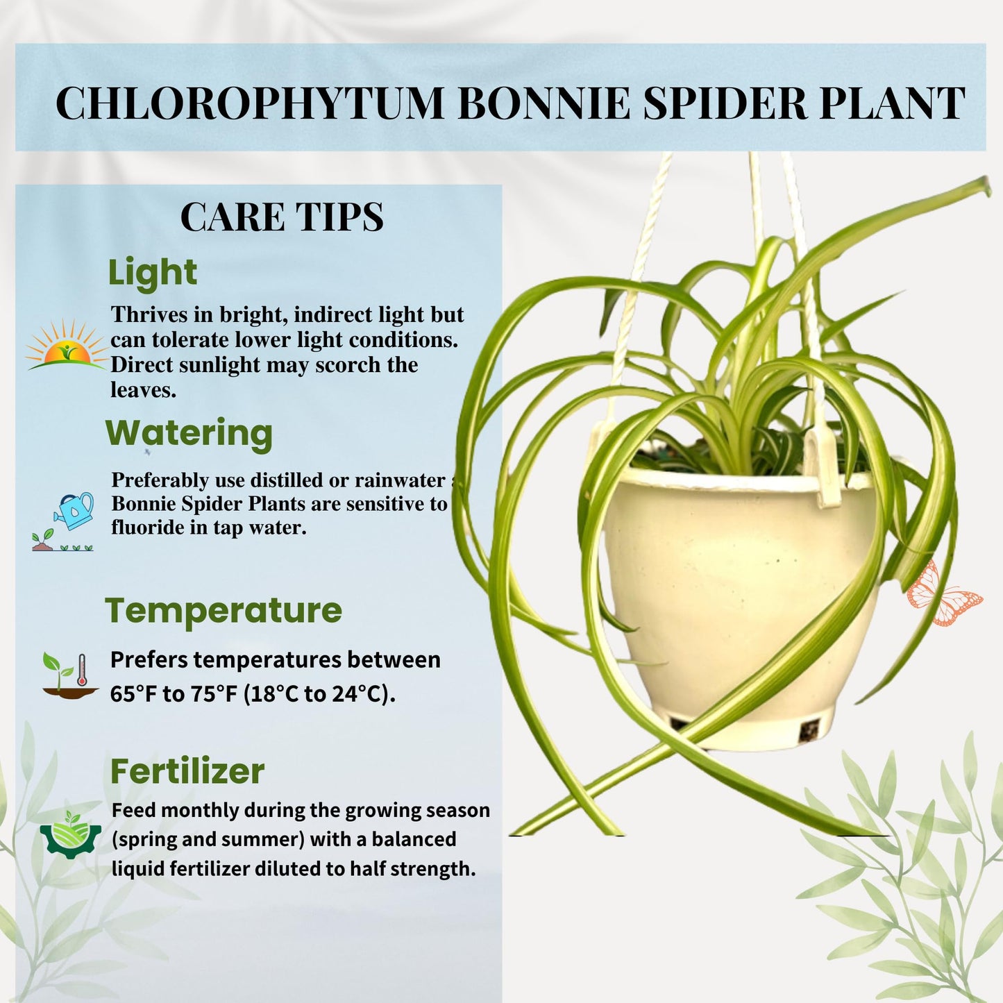 Spider Plant (Chlorophytum comosum) Live Plant in 4-Inch Pot - Easy Care Green & White Variegated Air-Purifying Houseplant for Home, Office, and Gifts (Heat Pack Included)