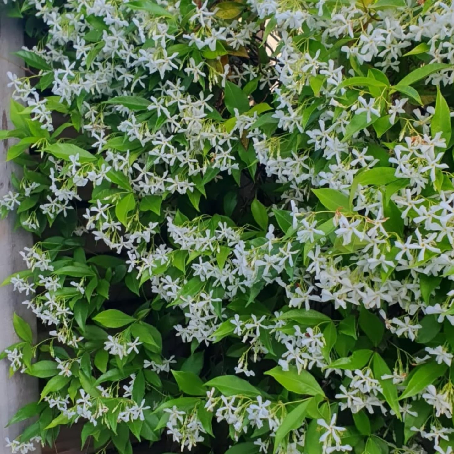 Star Jasmine Live Plant, Live Fragrant Jasmine Flowering Vine, 8-10'' Tall in 3 Inches Pot, Outdoor Planting