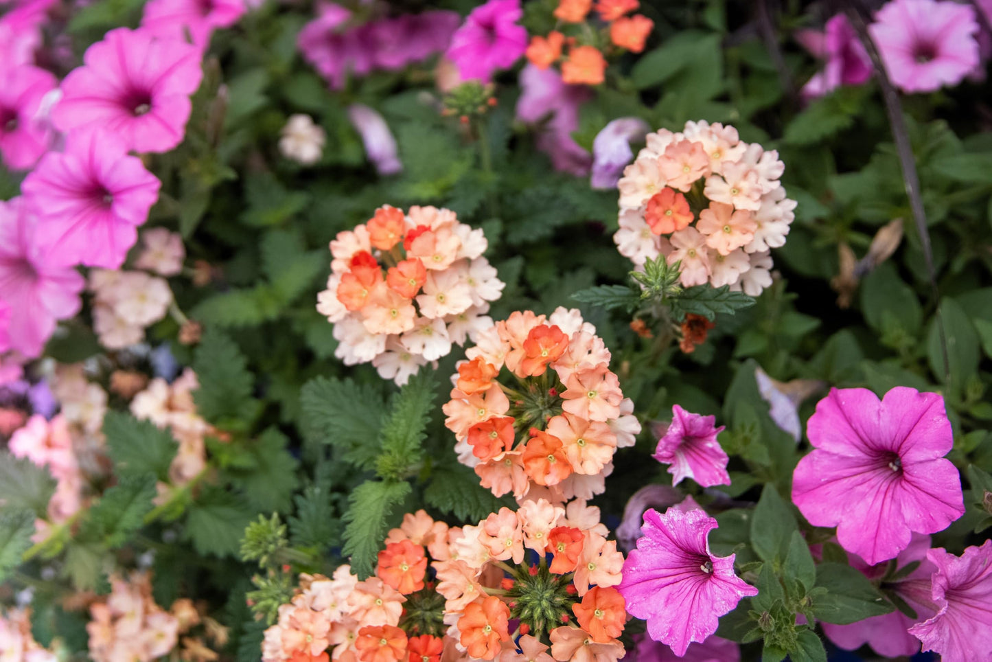 Dwarf Apricot Verbena Seeds, Fragrant Butterfly Flower, Apricot, Spring to Fall Bloom, Sun, 50 Seeds