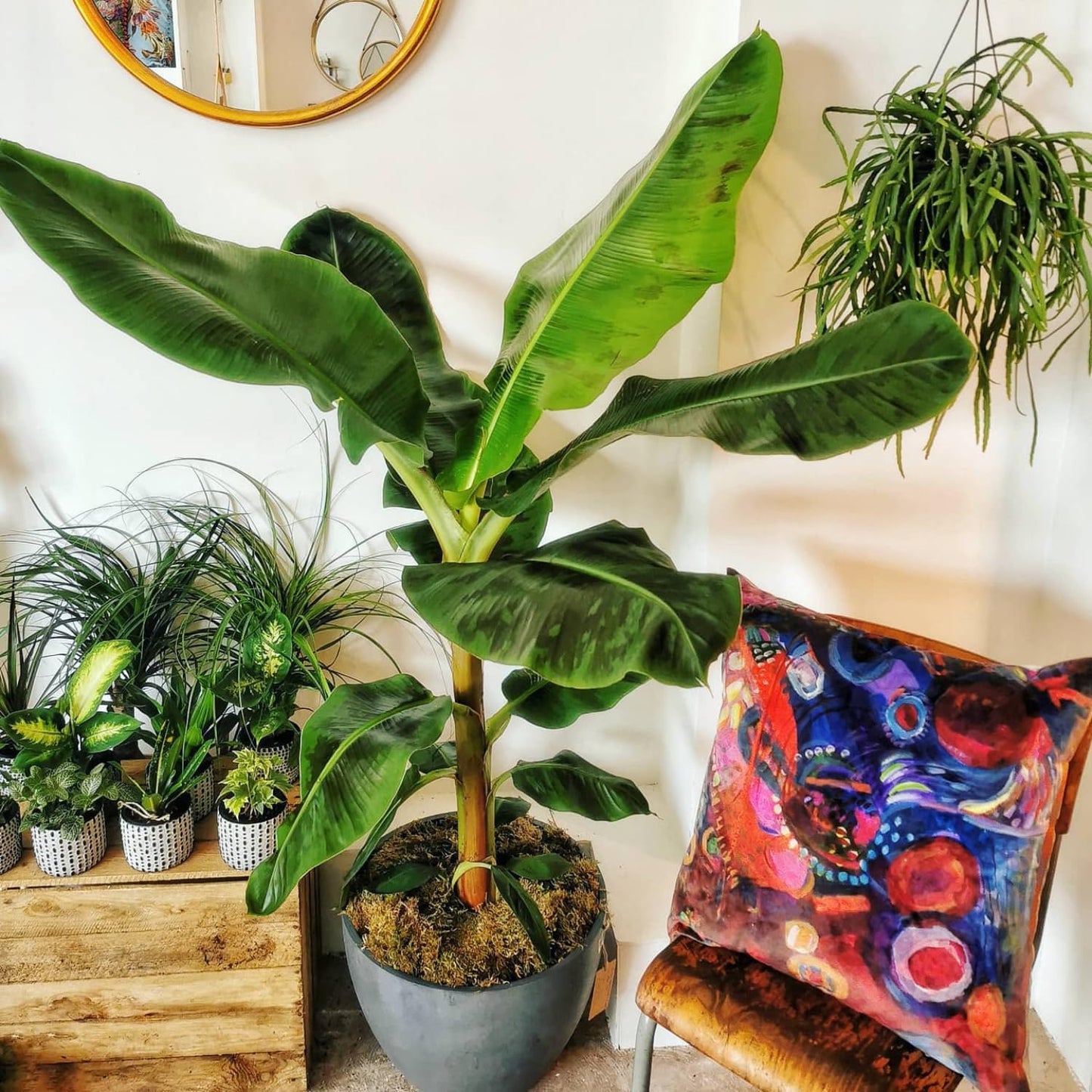 Dwarf Cavendish Banana Tree Live Plant, Well Rooted 4-8" Tall, Cold Hardy Tropical Banana Plant Live Well Rooted, Live Banana Fruit