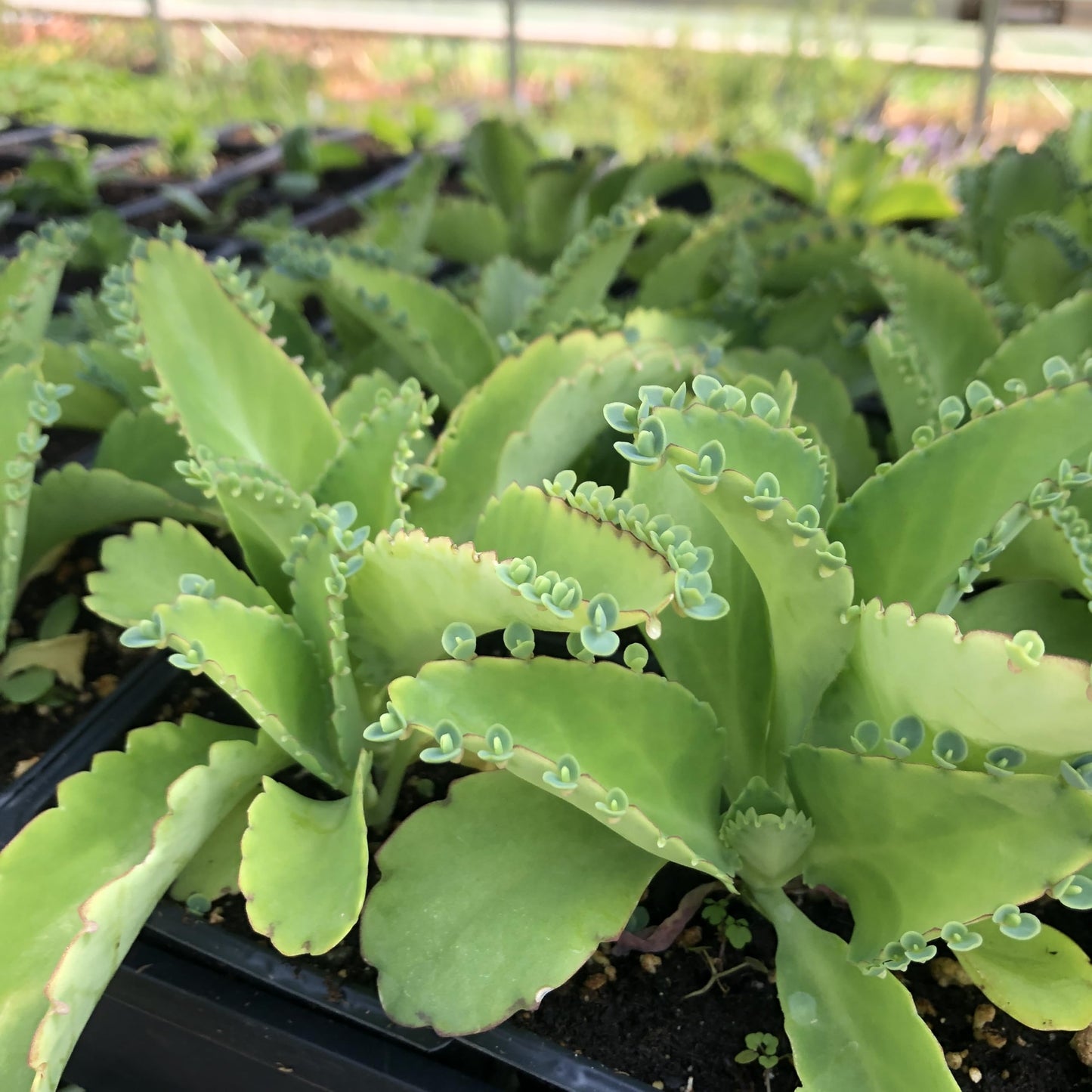 Organic Mother of Millions Plant (Kalanchoe laetvirens) Live Plant in 2.5 inch Pot | Amazing Succulent Easy-to-Grow by Smoke Camp Crafts