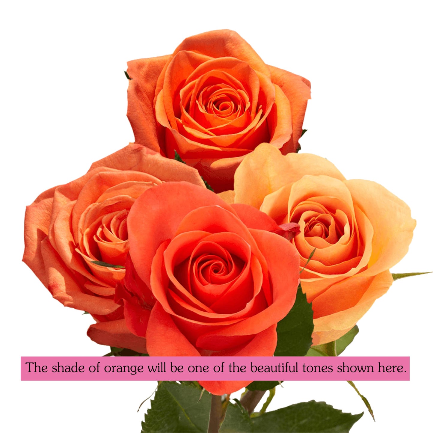 GlobalRose 75 Orange Roses Bouquet - Responsibly Sourced Roses Fresh Flowers - Hand-Picked Flowers Fresh Bouquet for Graduation, Anniversary, Birthday & Special Occasions (3 Bunches of 25 Stems)